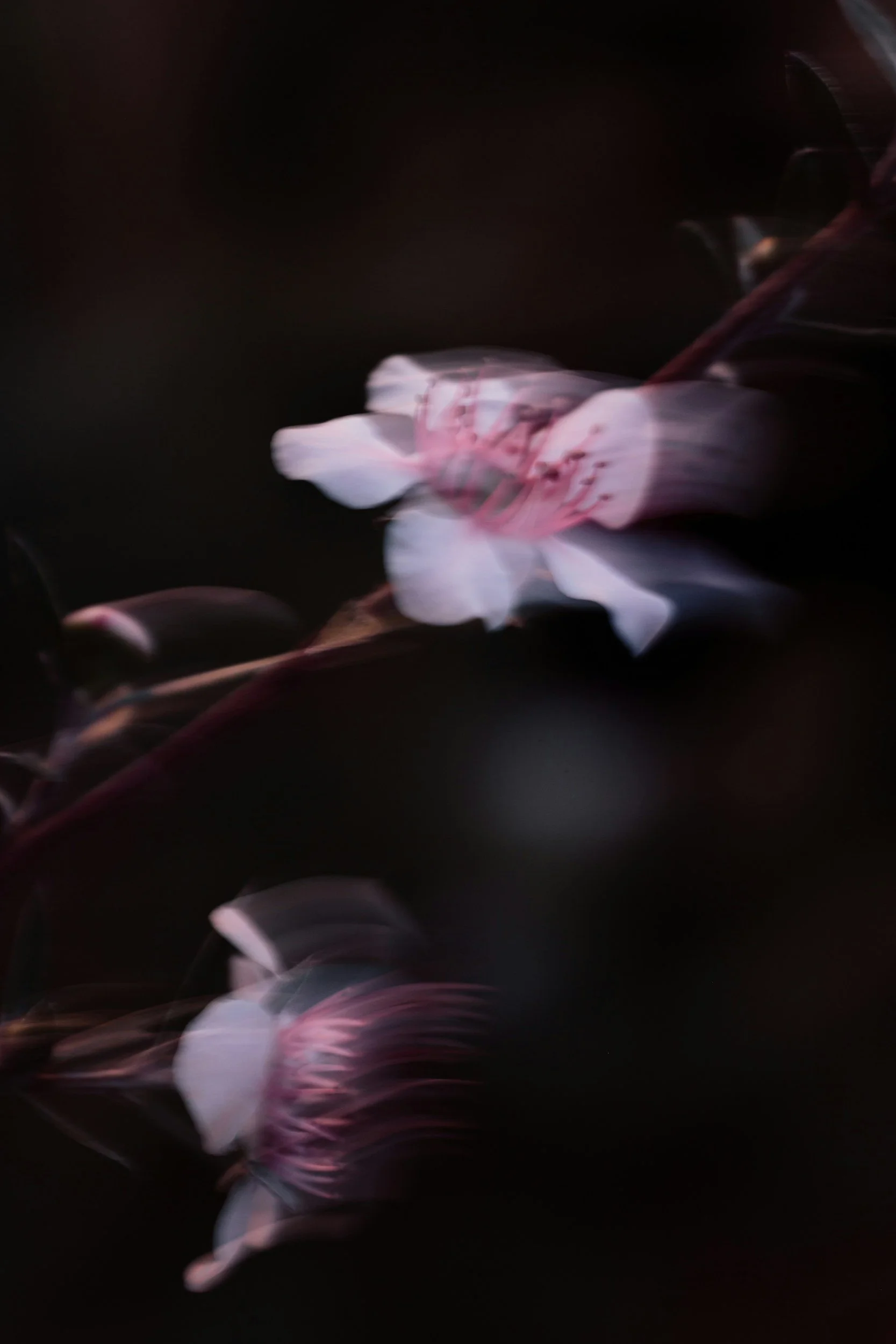 Blurred photo of pink and white flowers against a dark background.