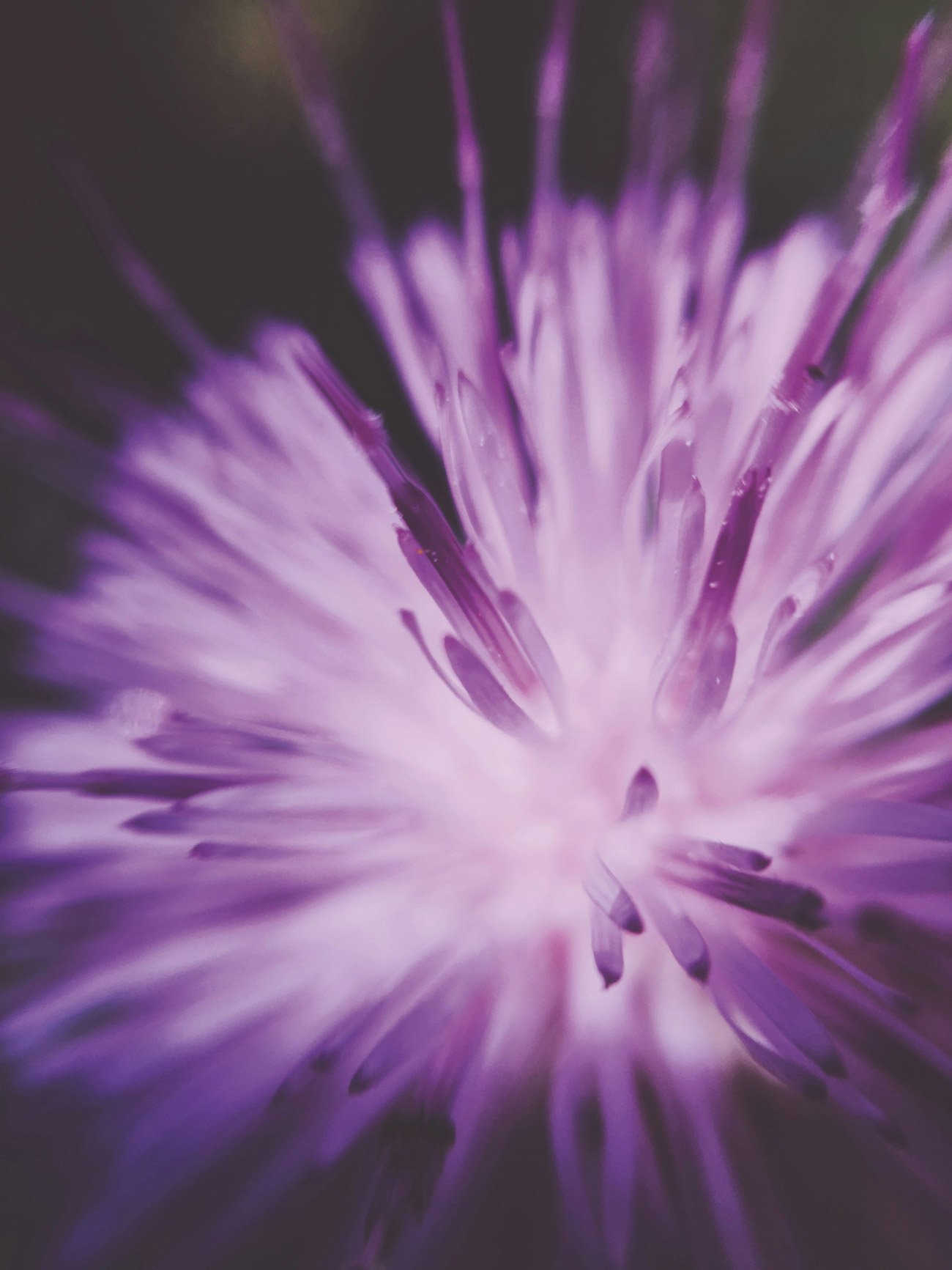 Close-up of a purple and white flower with radiating petals.