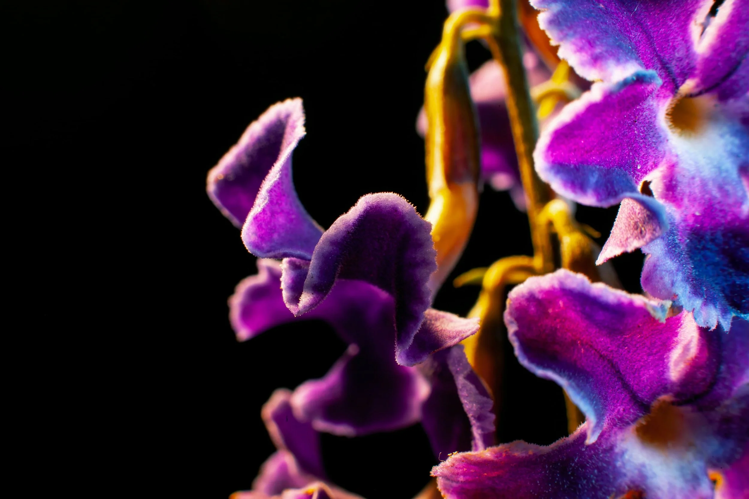 Close-up of purple, pink, and yellow flowers with a black background.