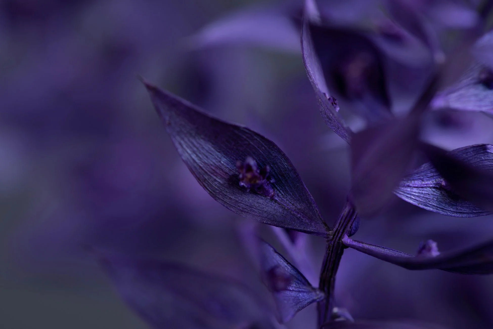 Close-up of purple flowers with detailed petals.