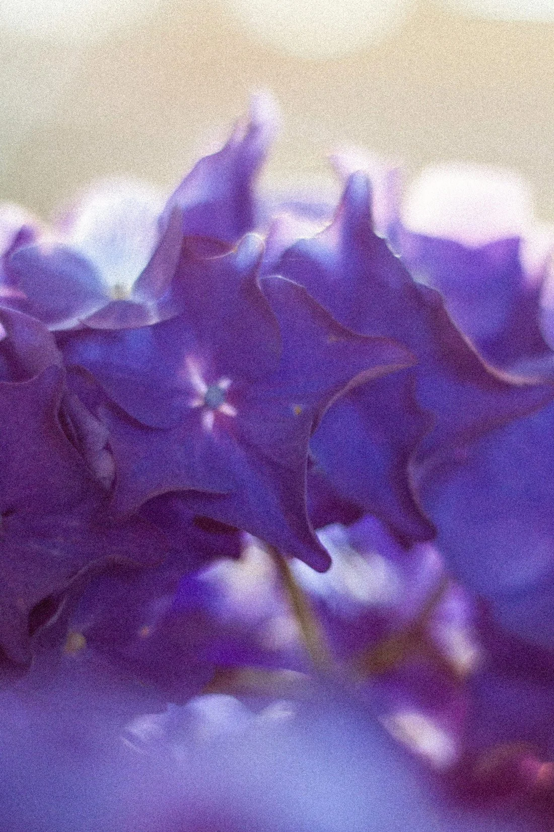 Close-up of purple hydrangea flowers with soft lighting and blurred background.