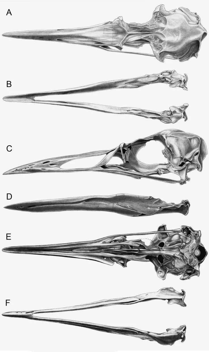 bones2.jpg