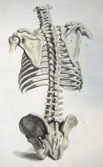 bones.jpg