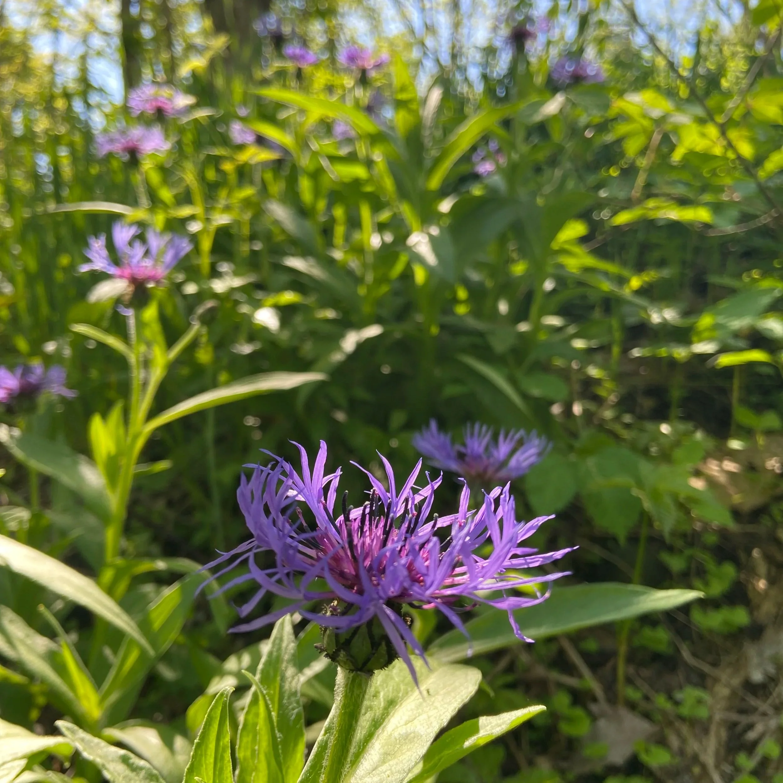 Close-up of purple and blue wildflowers with green leaves and stems, in sunlight, out of focus background.