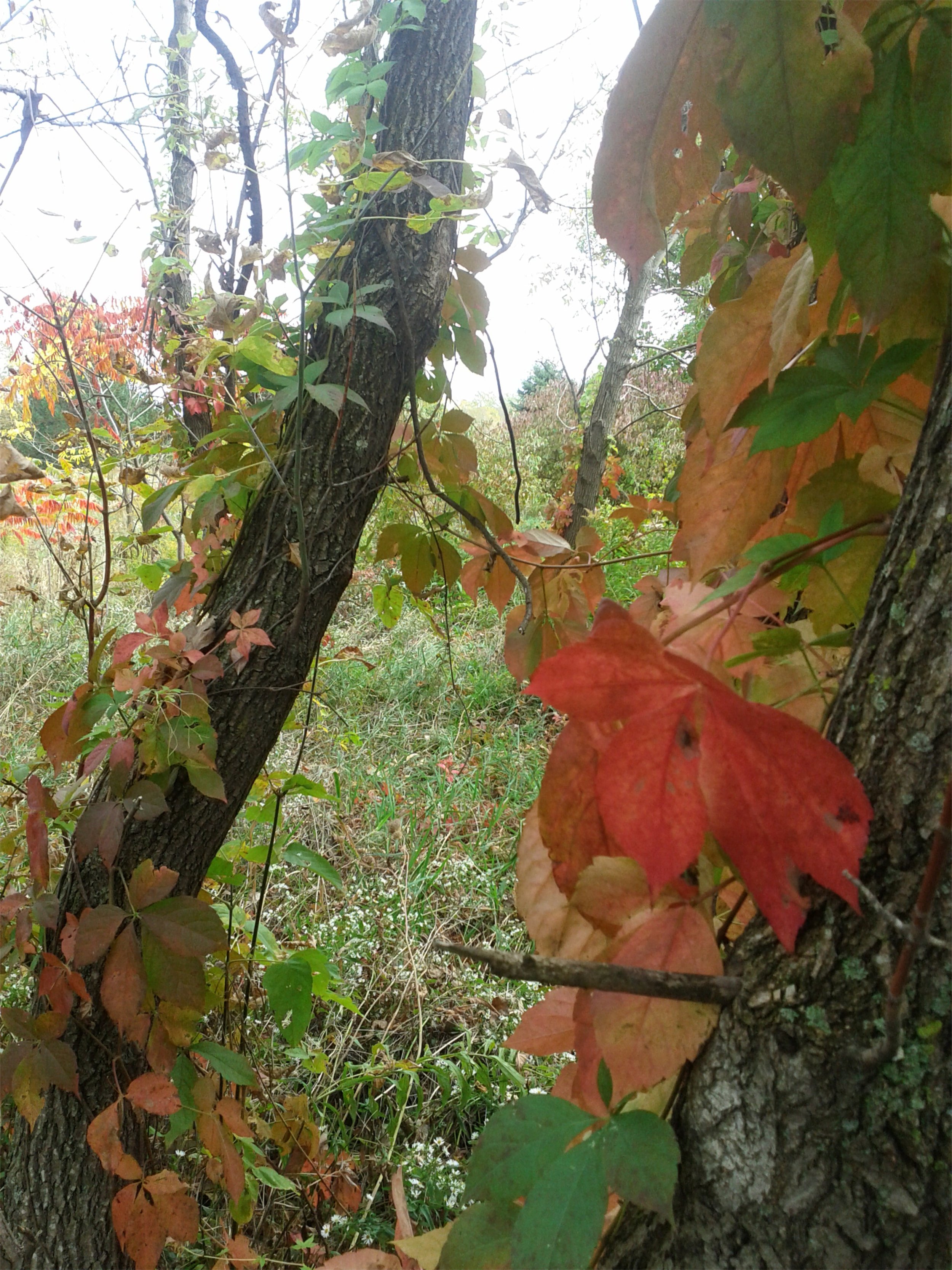 IMG_20121008_141206.jpeg