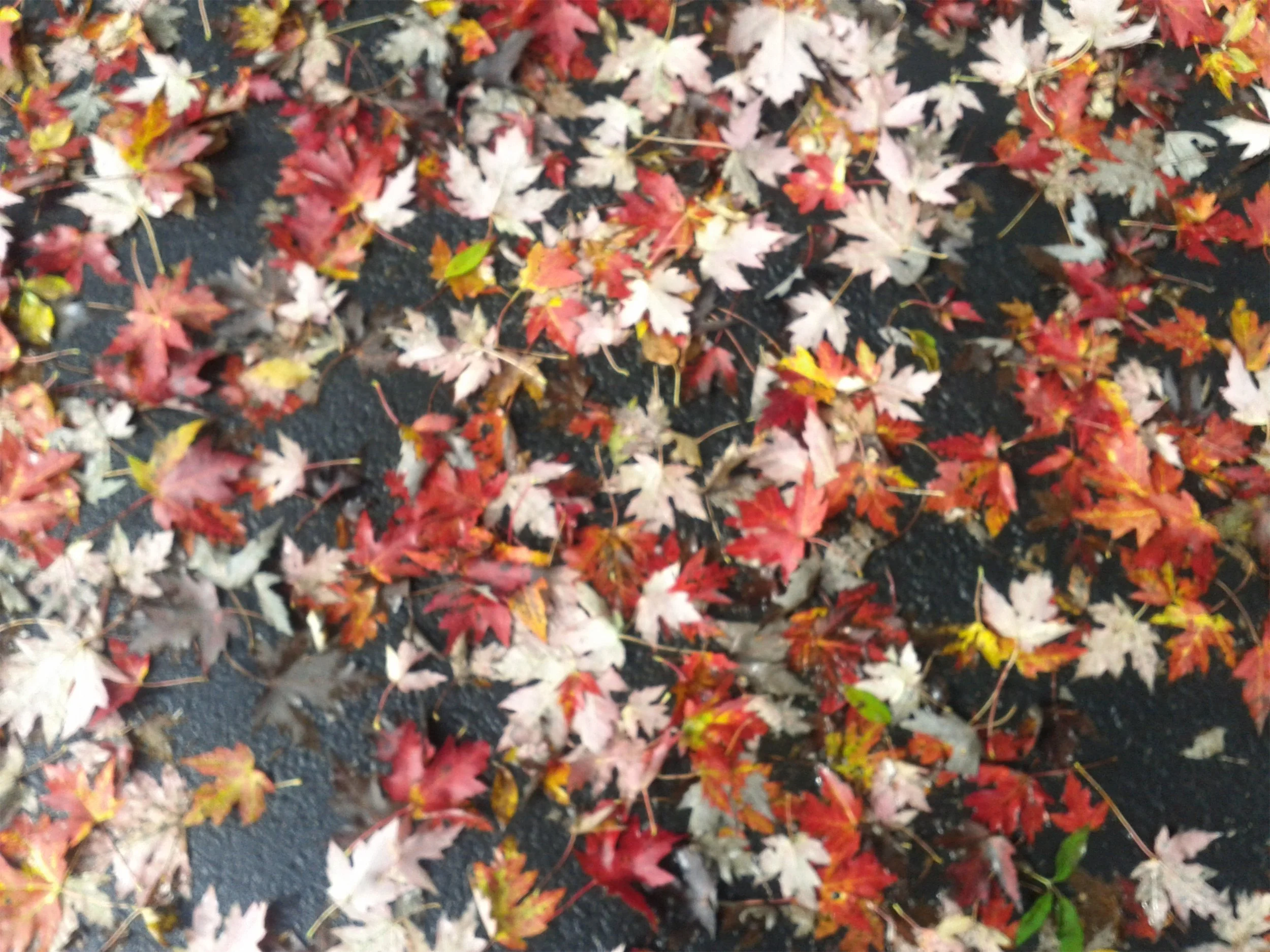 IMG_20131006_133148.jpeg