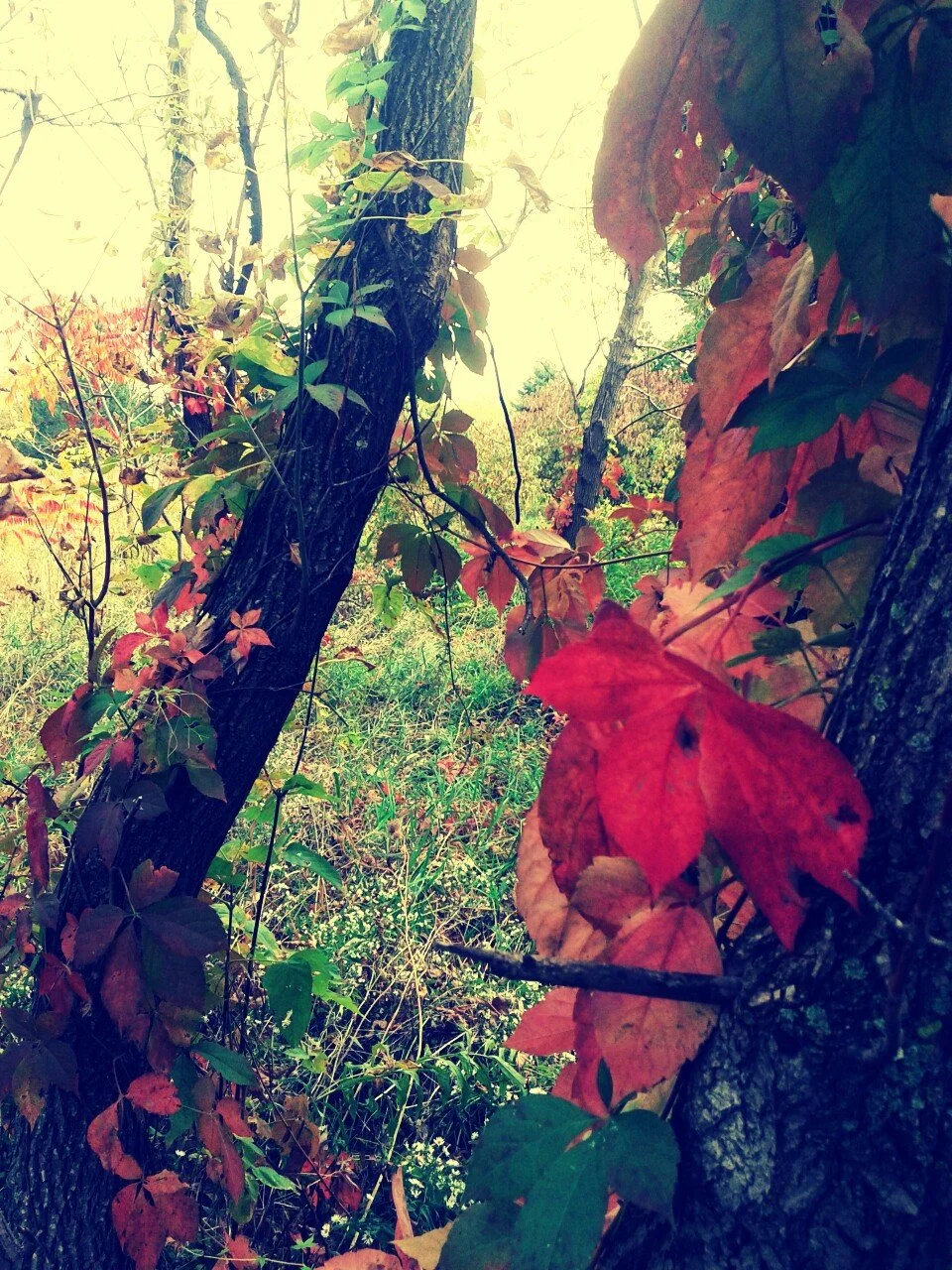 IMG_20121008_141222.jpeg