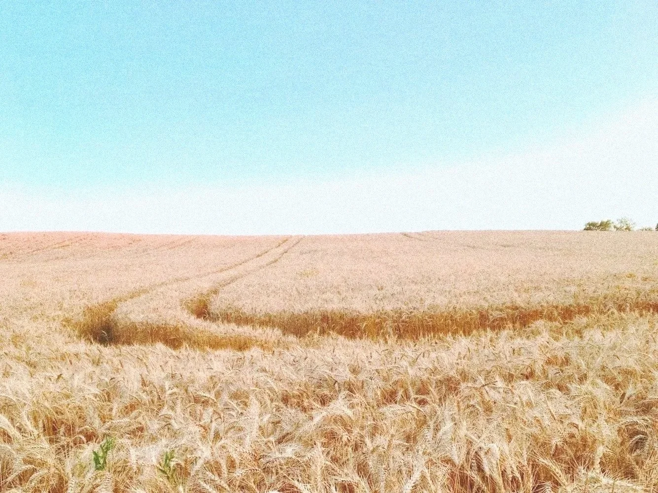 A vast wheat field under a clear blue sky with a small cluster of trees in the distance.