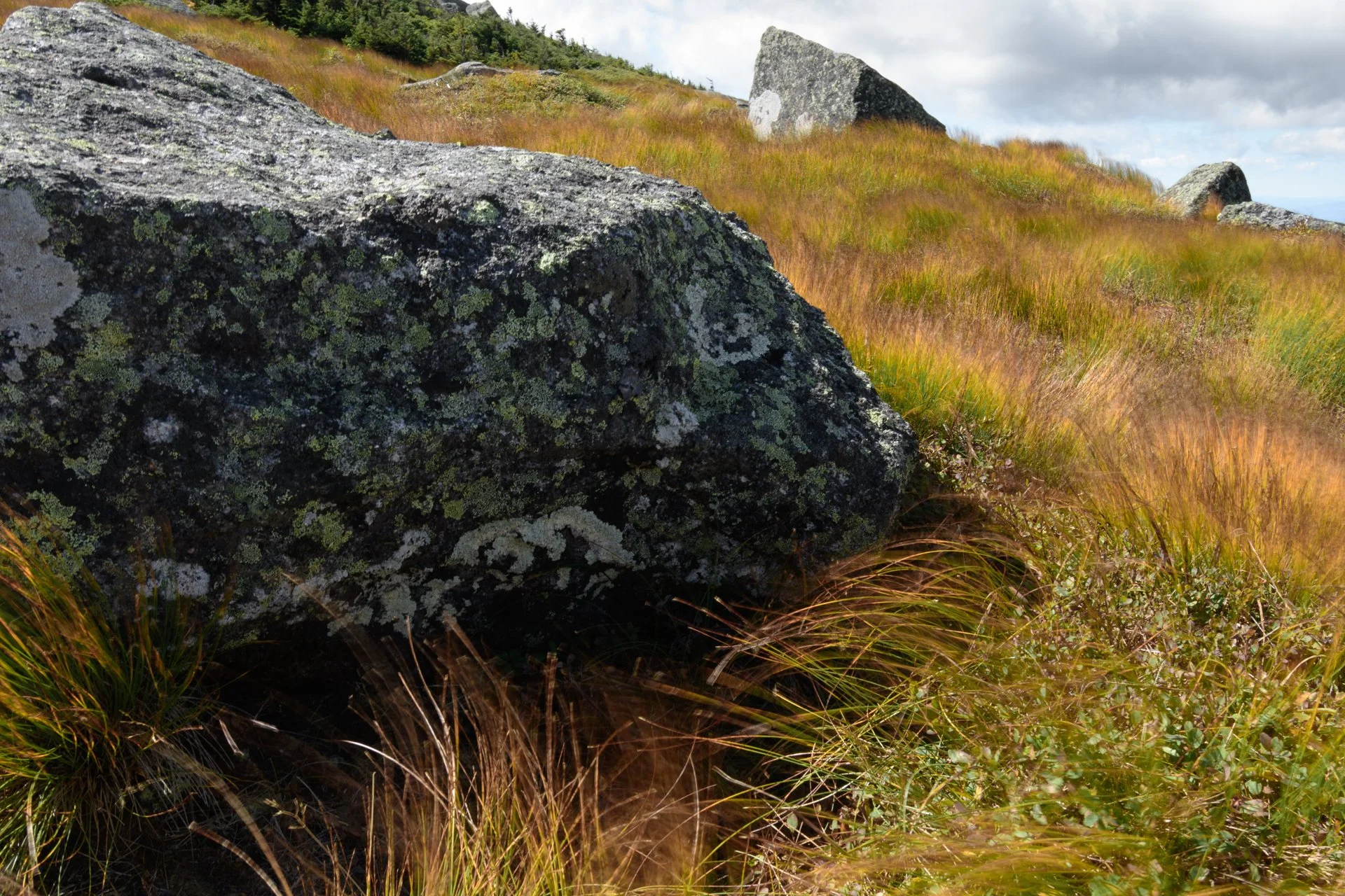 Arctic Alpine Grass, Algonquin Peak, New York, September 2026