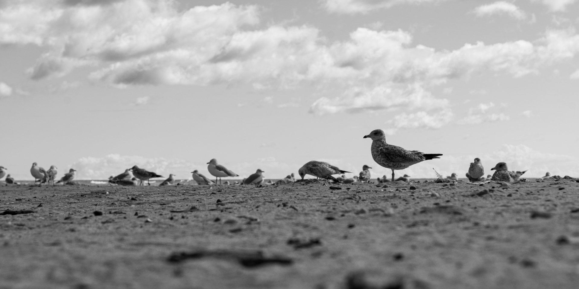 Flock of Gulls, Tawas Point State Park, September 2025