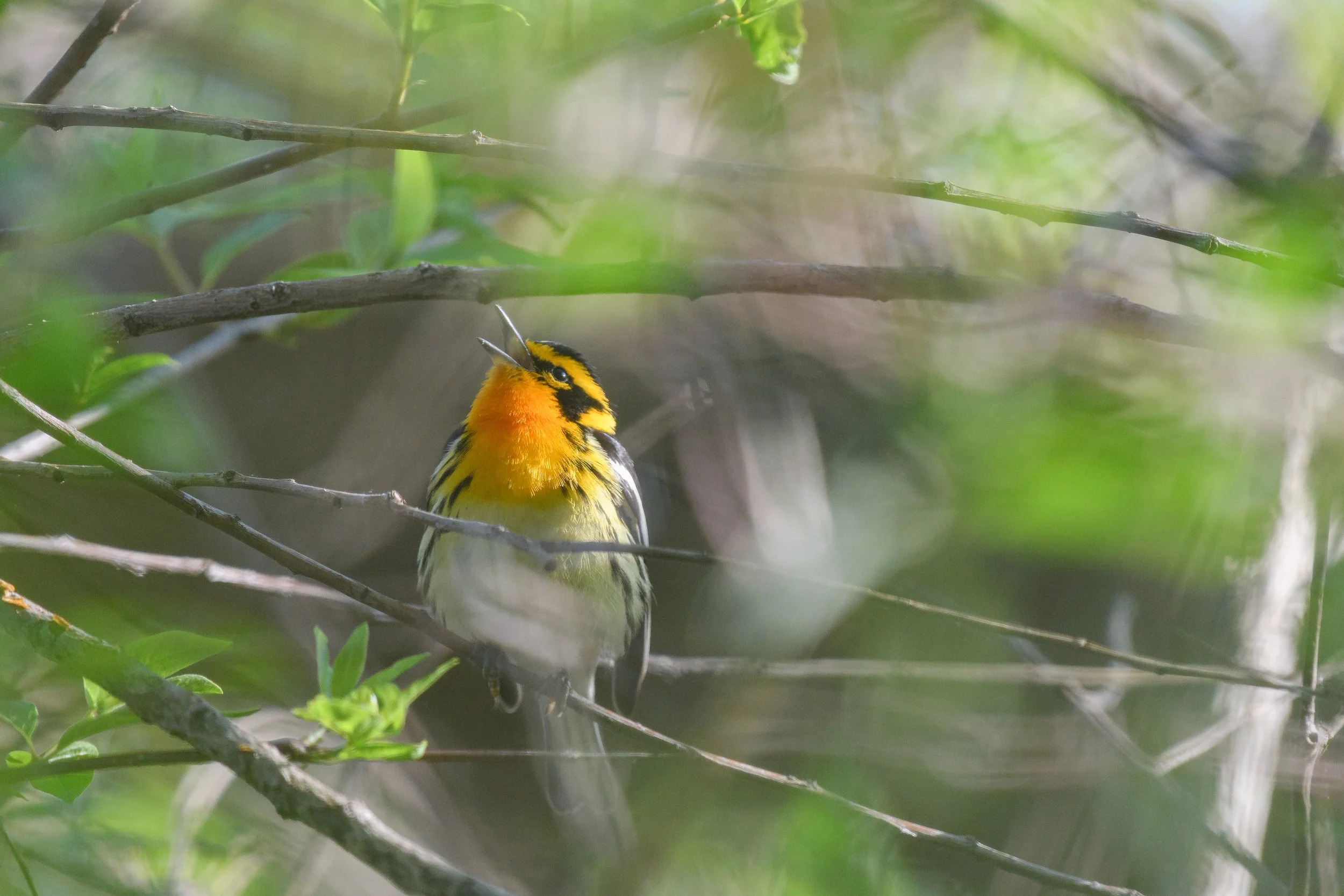 Blackburnian Warbler, Digital Photo, May 2025