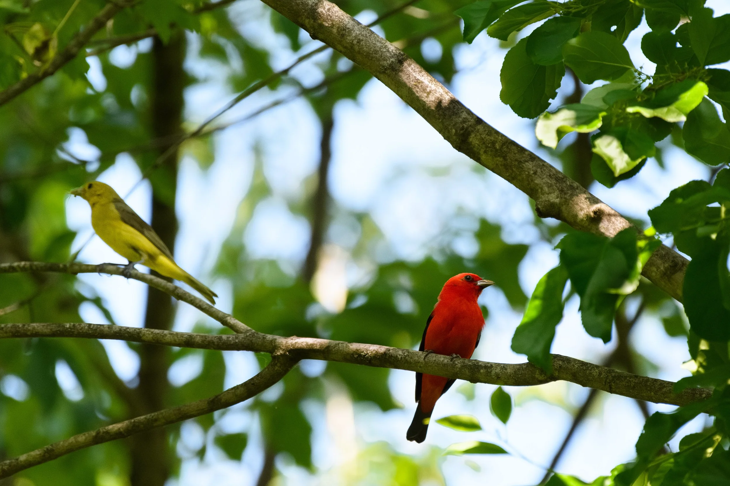 Tanager Pair,  Digital Photograph, July 2025