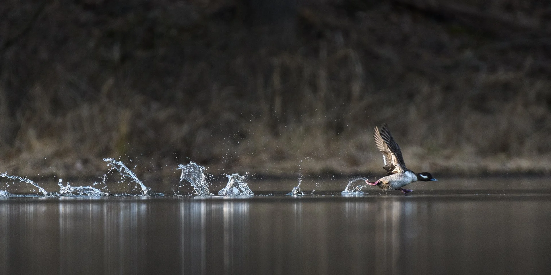 Mid-Sprint, Digital Photo, March 2026