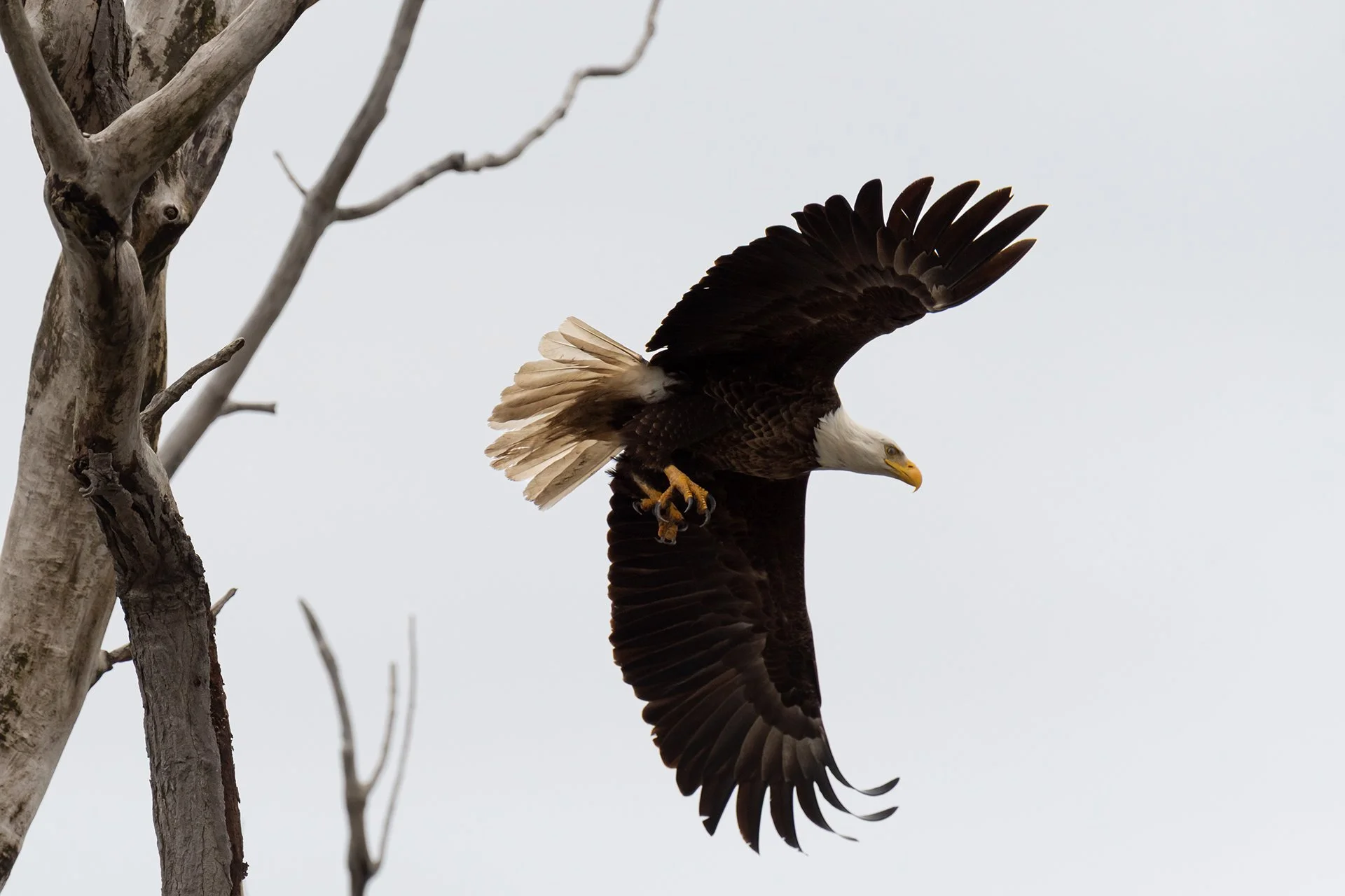 Bald Eagle, Digital Photo, April 2025 