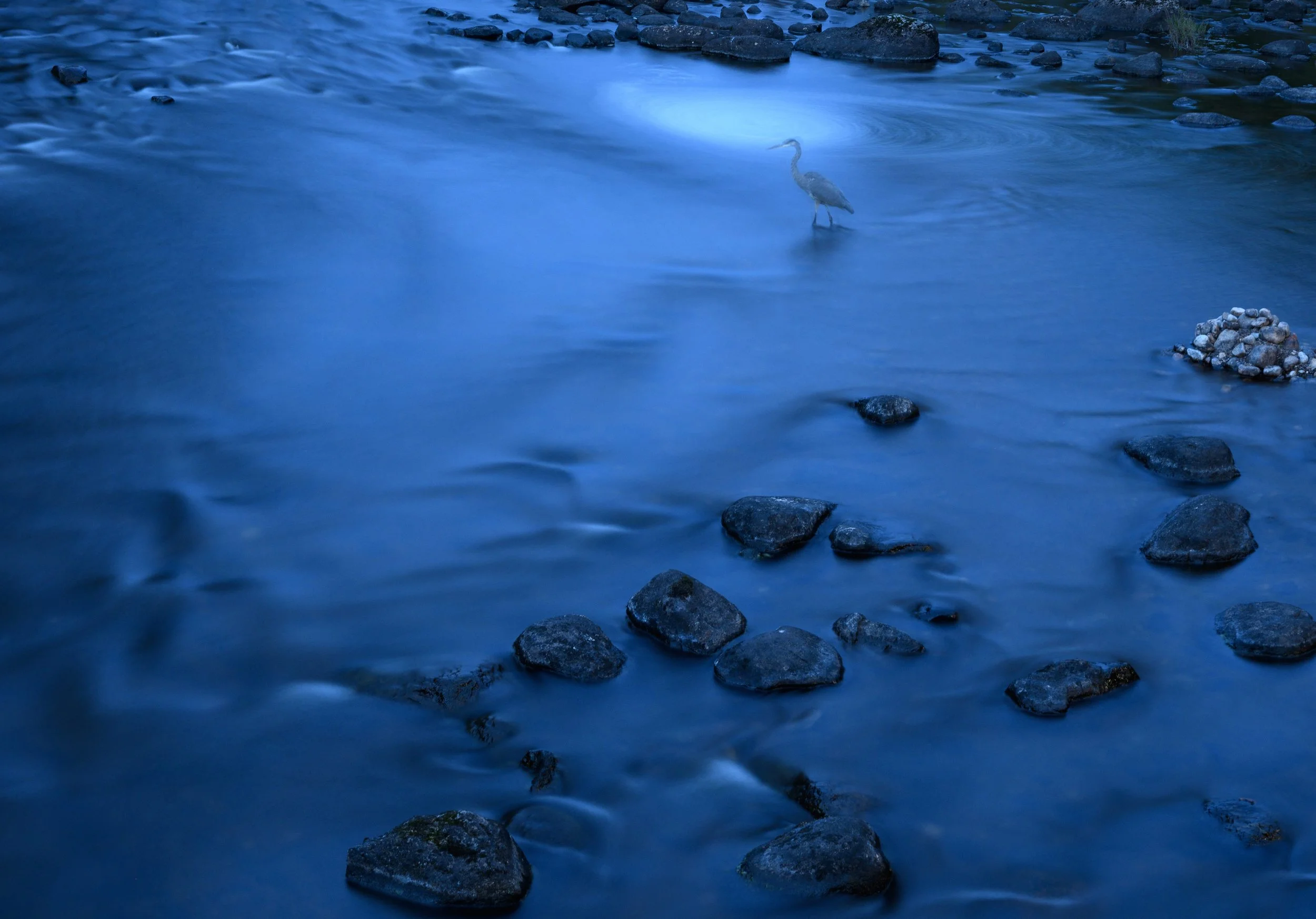Heron at Dusk, Digital Photo, September 2026  