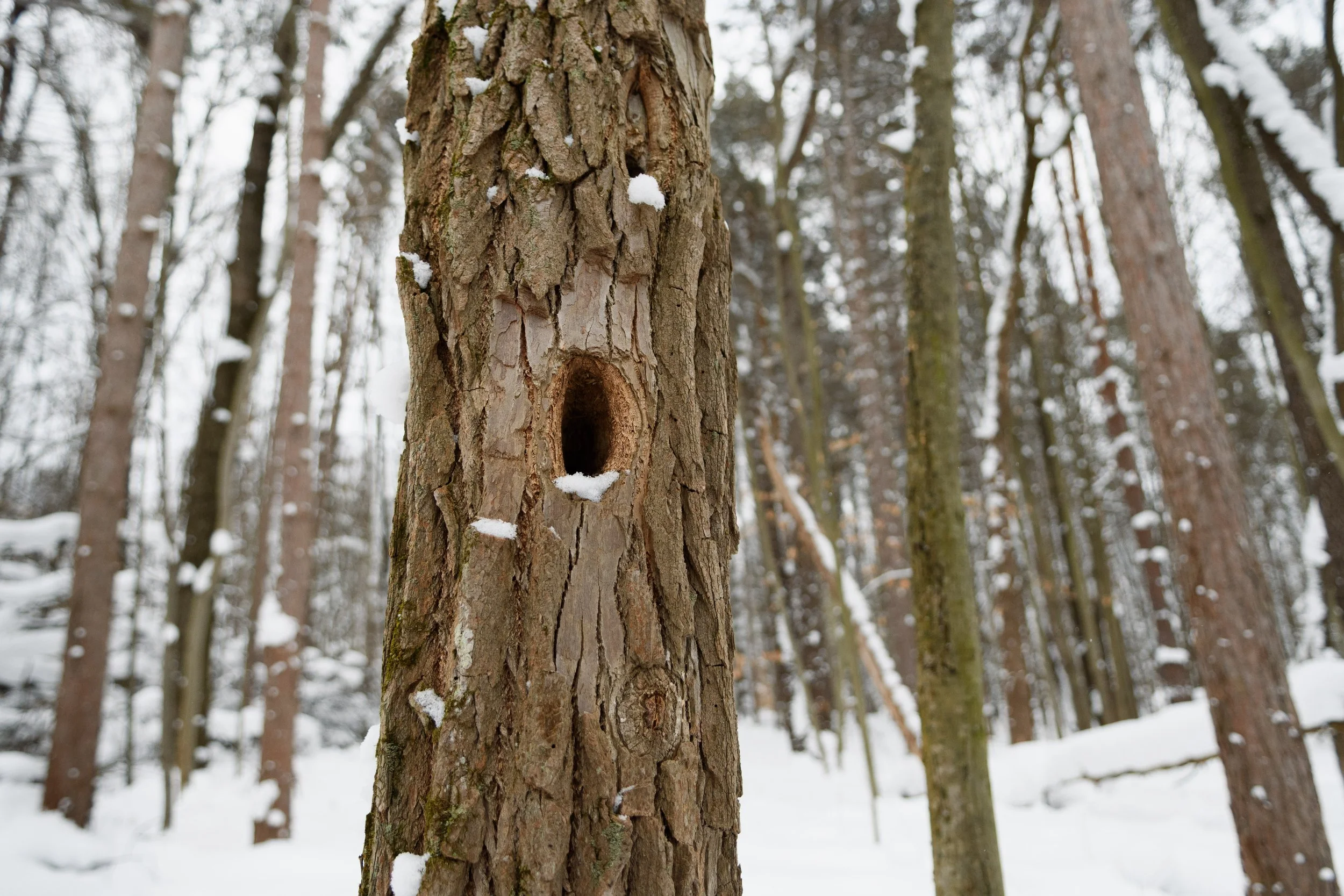 Woodpecker Cavity,  Digital Photograph, February 2026