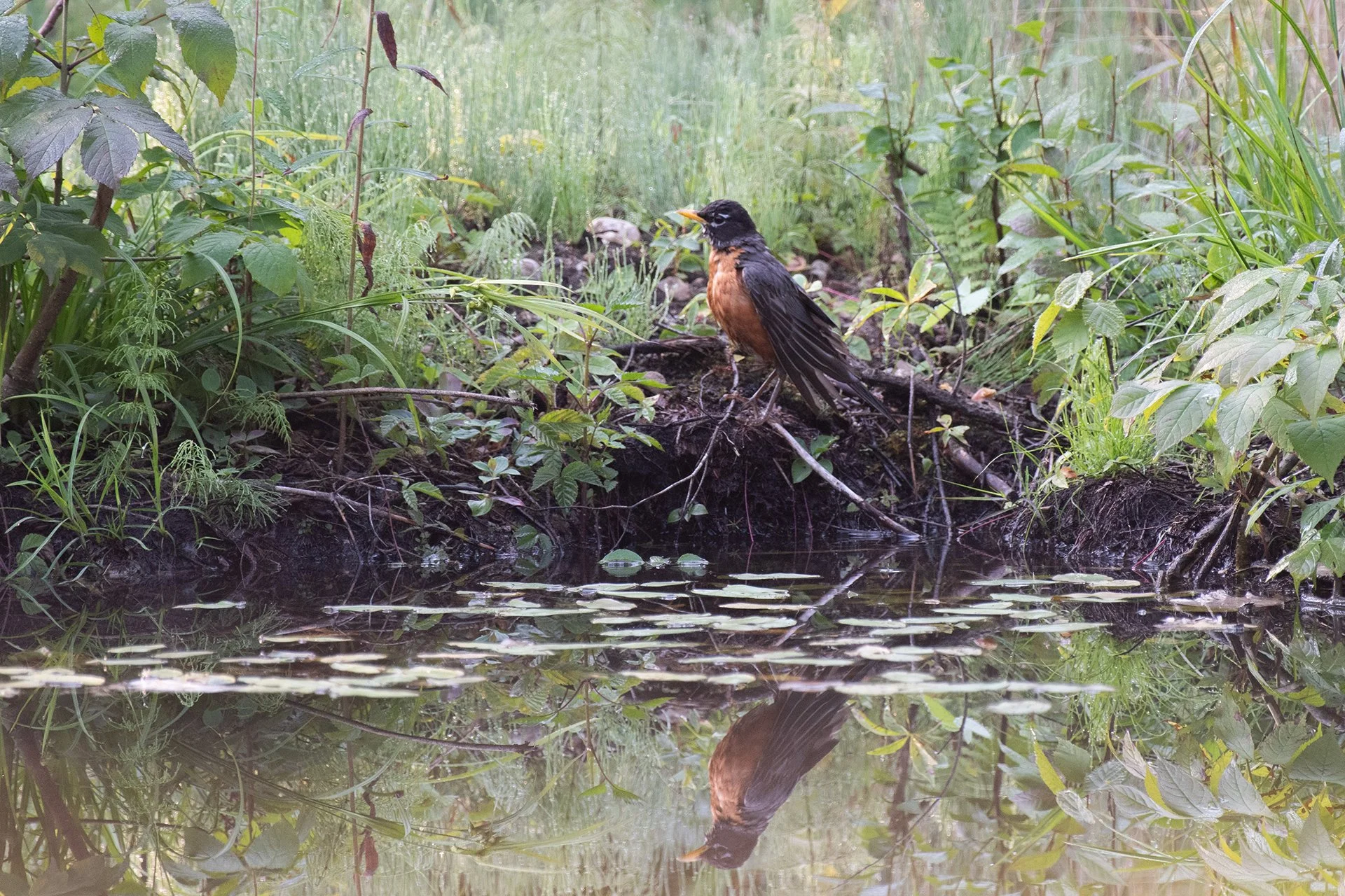 Robin Reflection, Digital Photo, July 2025