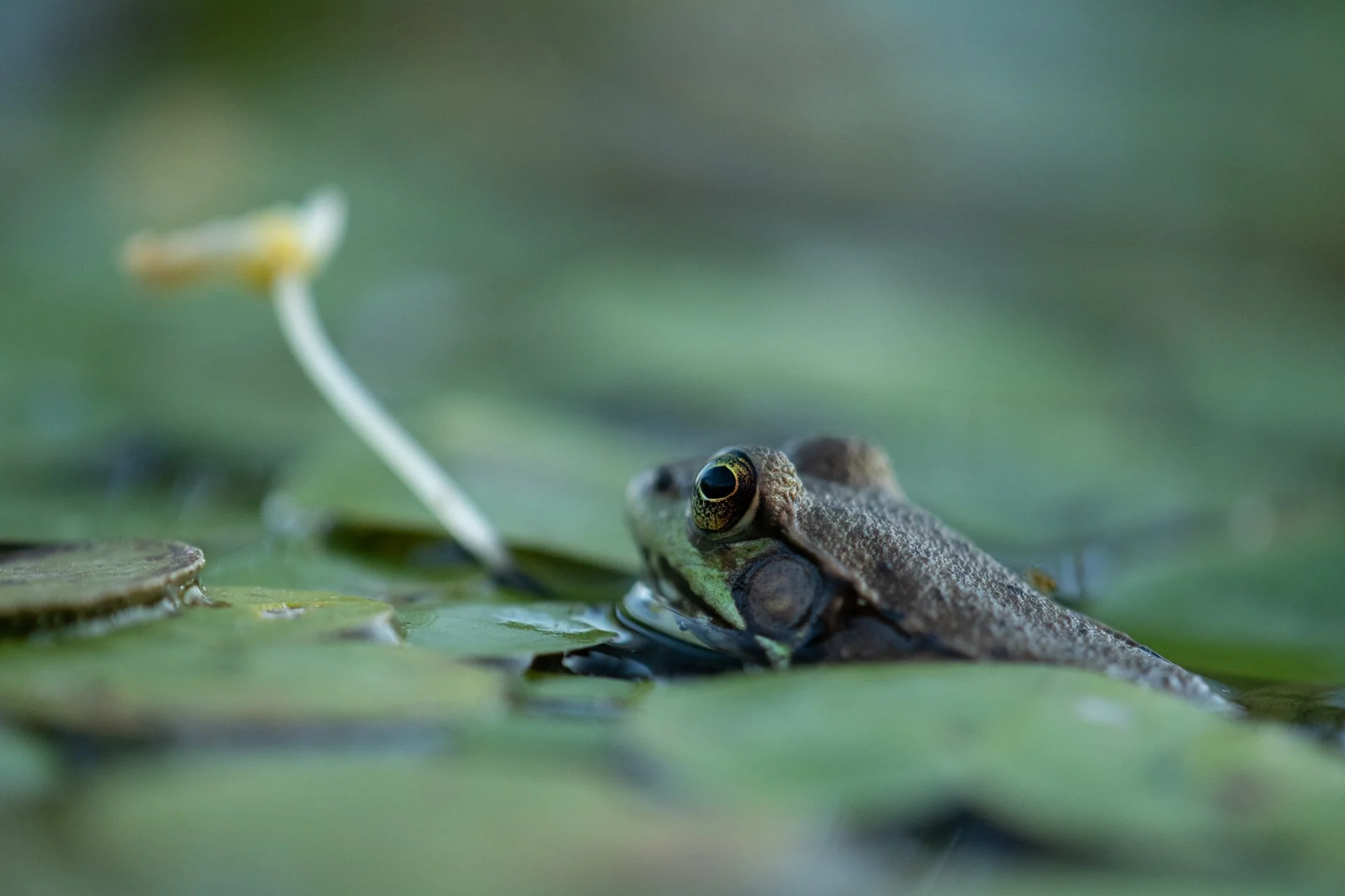 Green Frog, Baldwin Flood Area, July 2026