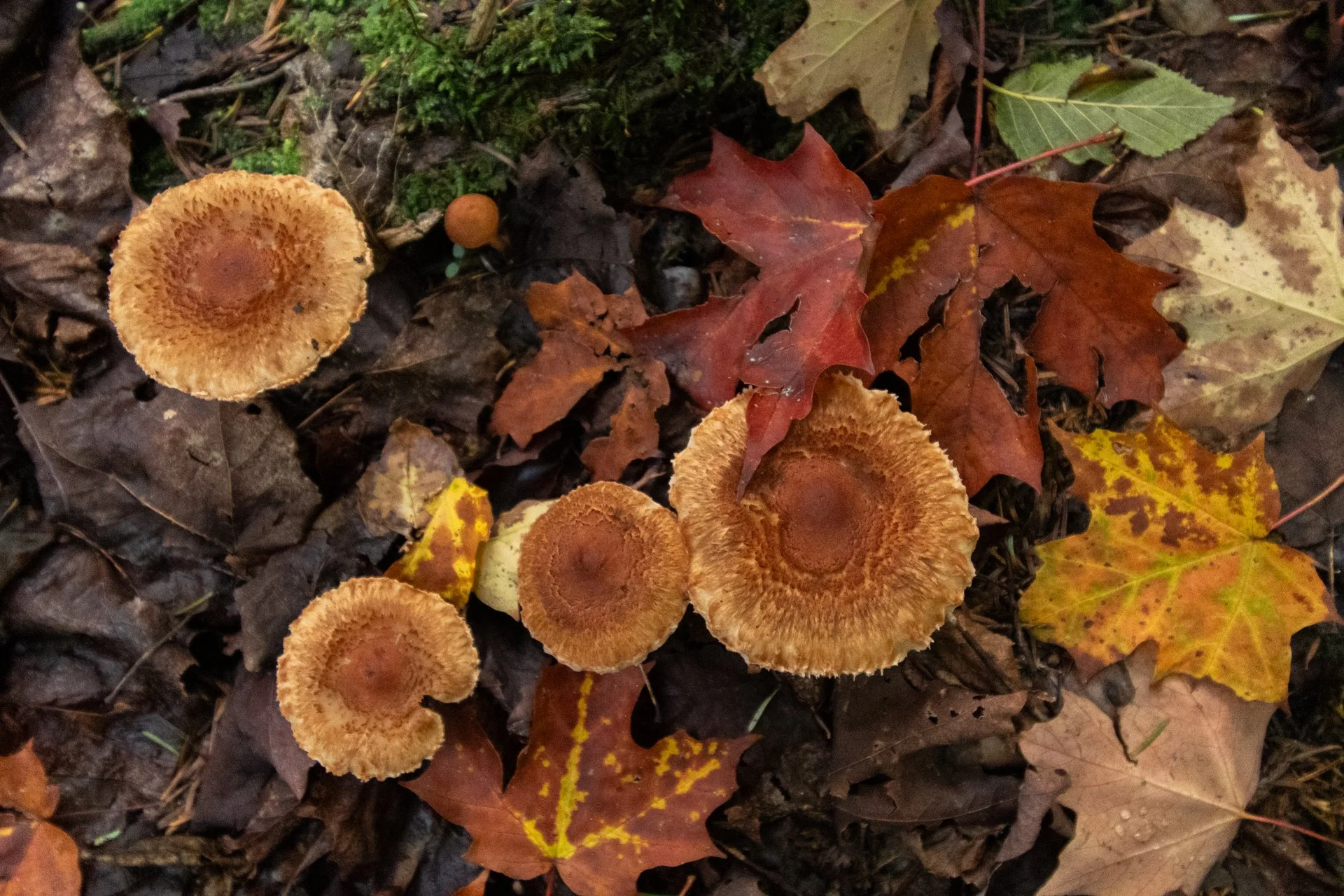 Autumn Mix, September 2026