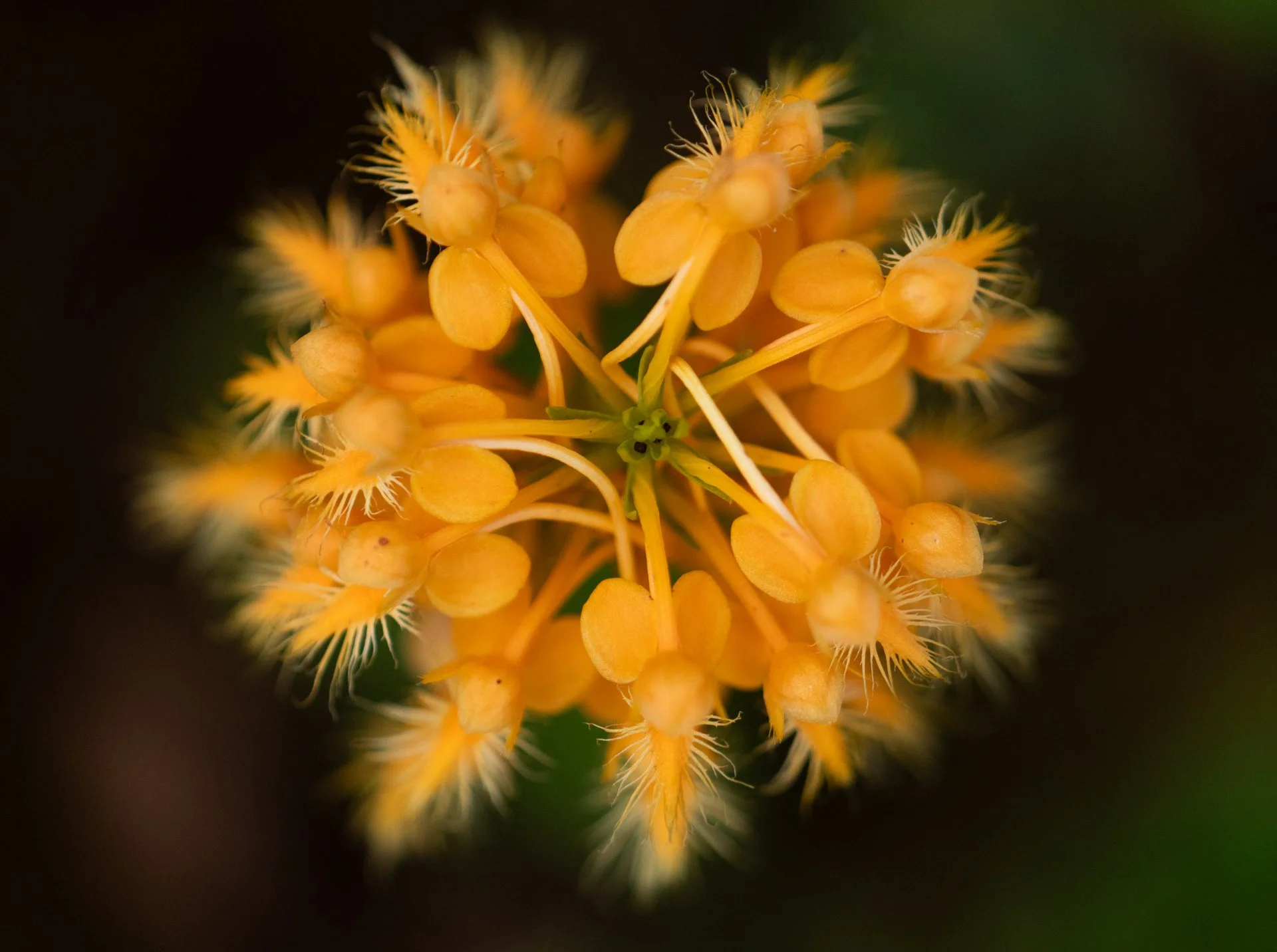 Orange-fringed Orchid, Bishop's Bog, Michigan, July 2026