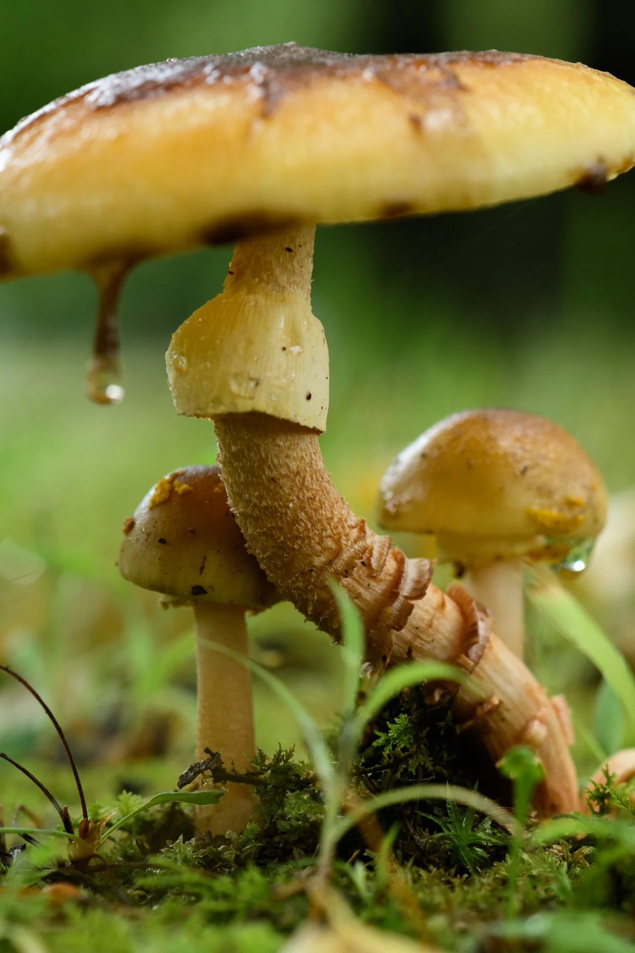 Mushroom Sanctuary, Grass Lake, Michigan, October 2026
