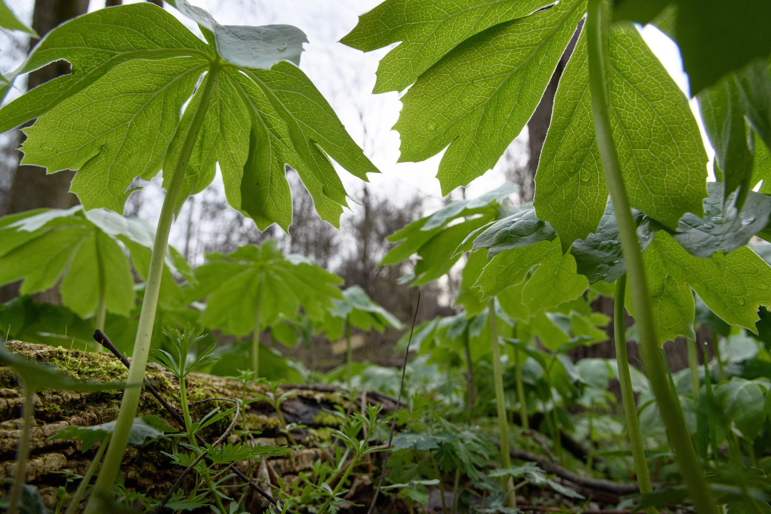 Mayapple Umbrellas,  Digital Photograph, April 2026