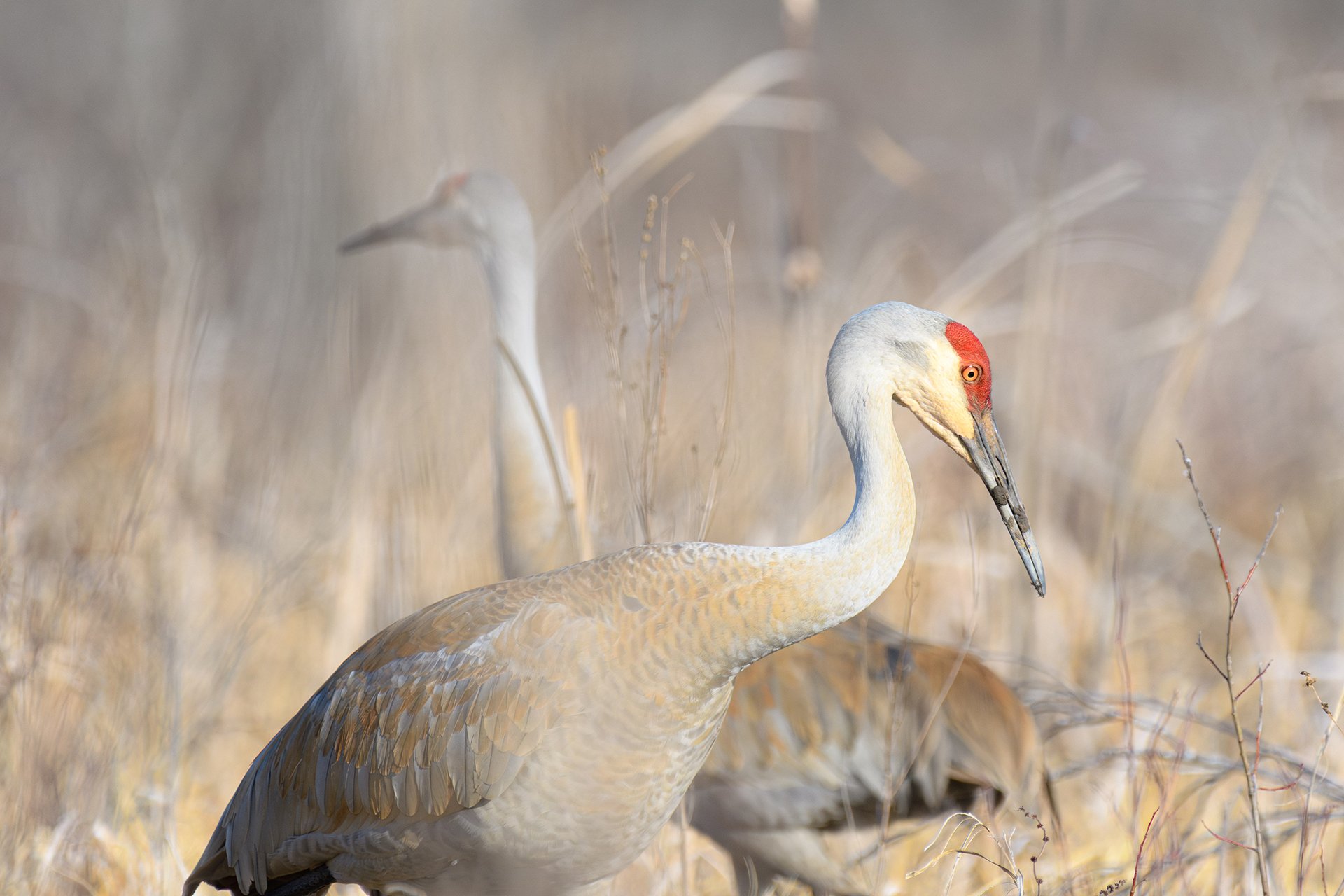 Mating Cranes, Digital Photo, March 2025