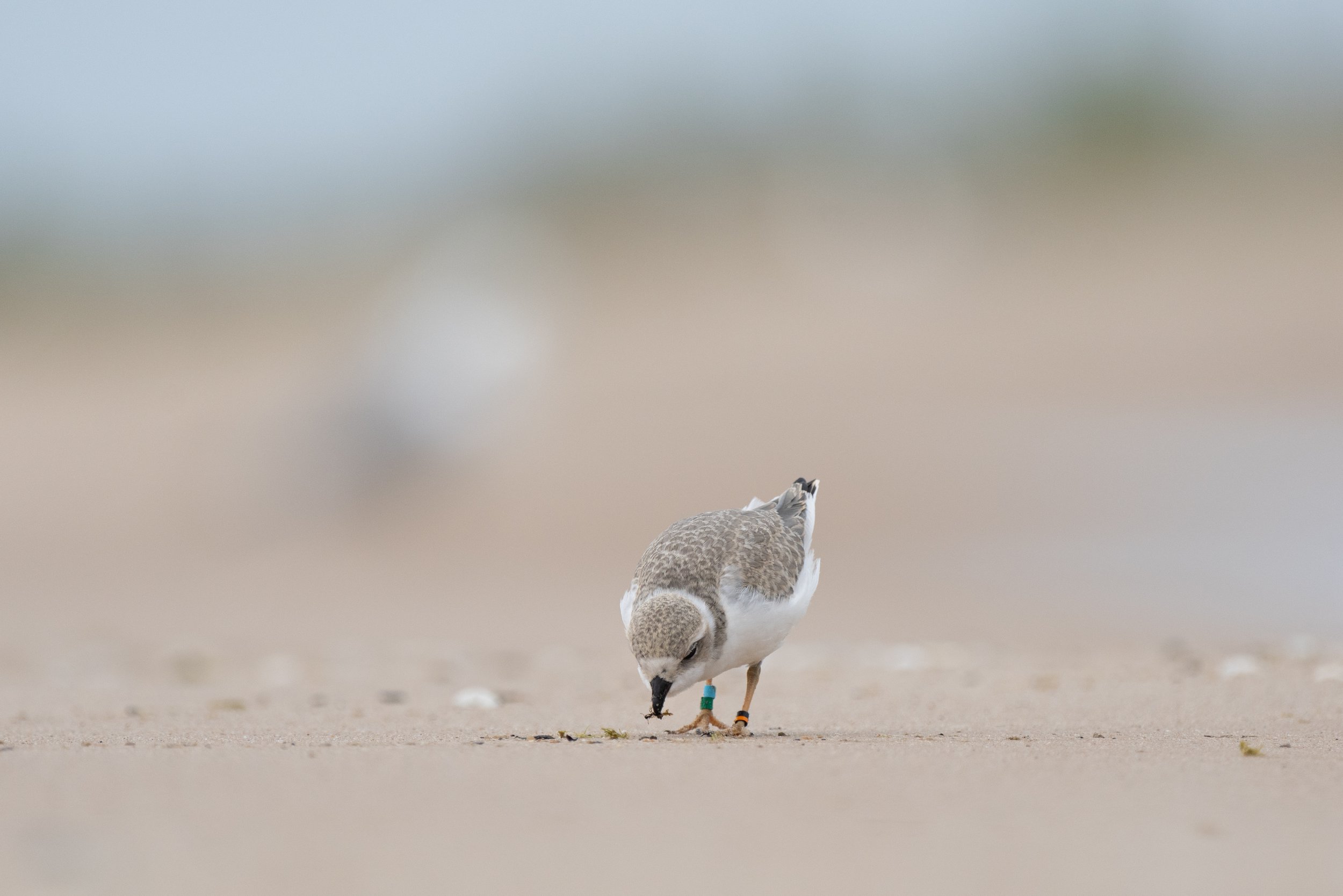 Piping Plover, Digital Photograph, July 2026