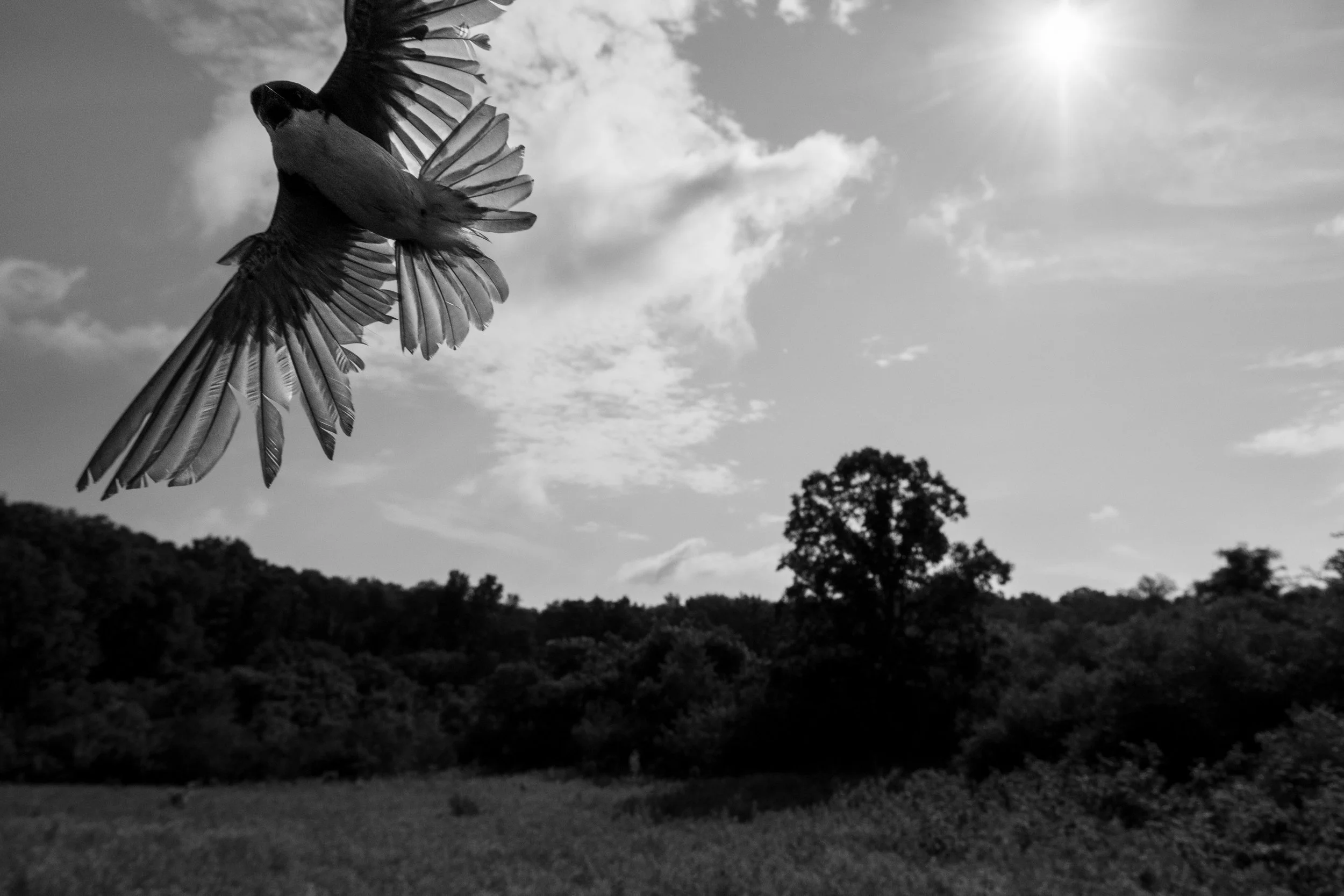 Fearless Flier,  Digital Photograph, July 2026