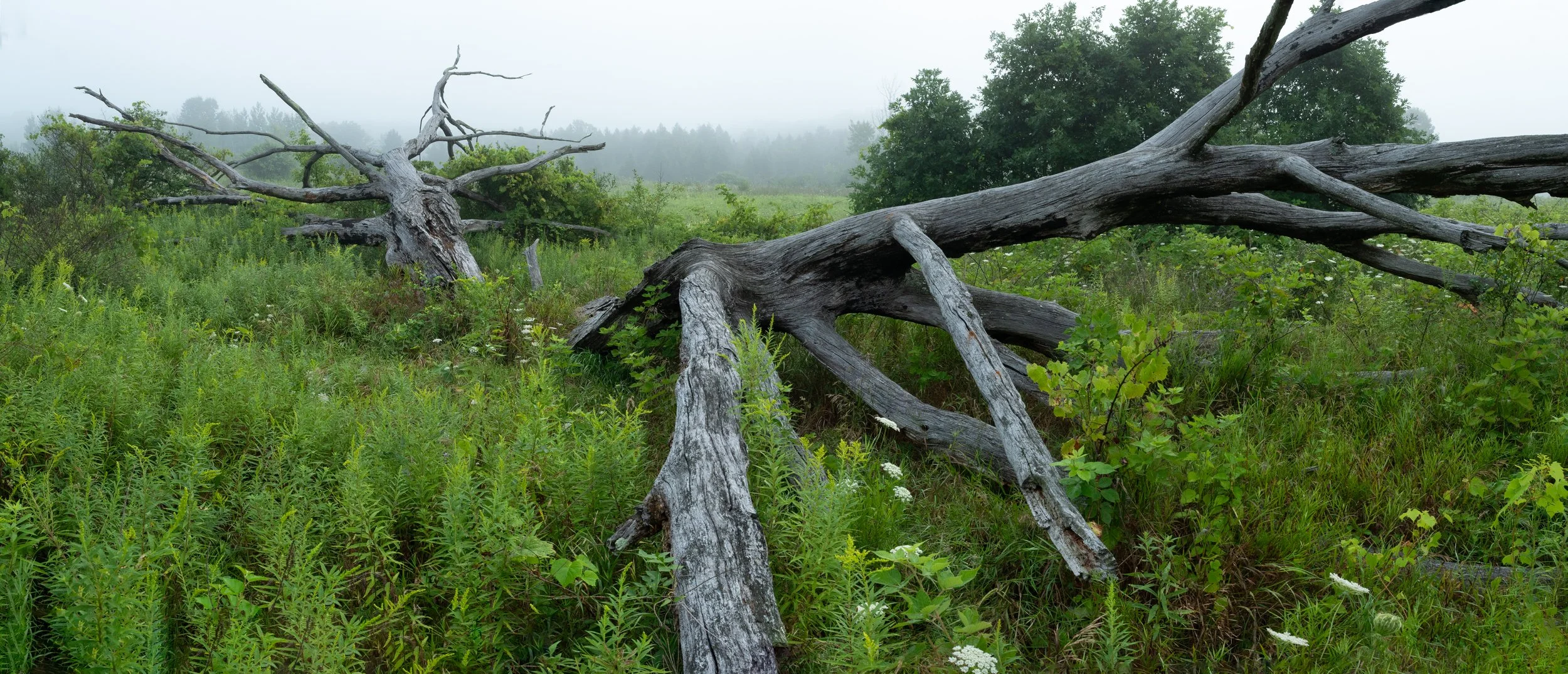 Halved Oak, Digital Photograph, August 2026