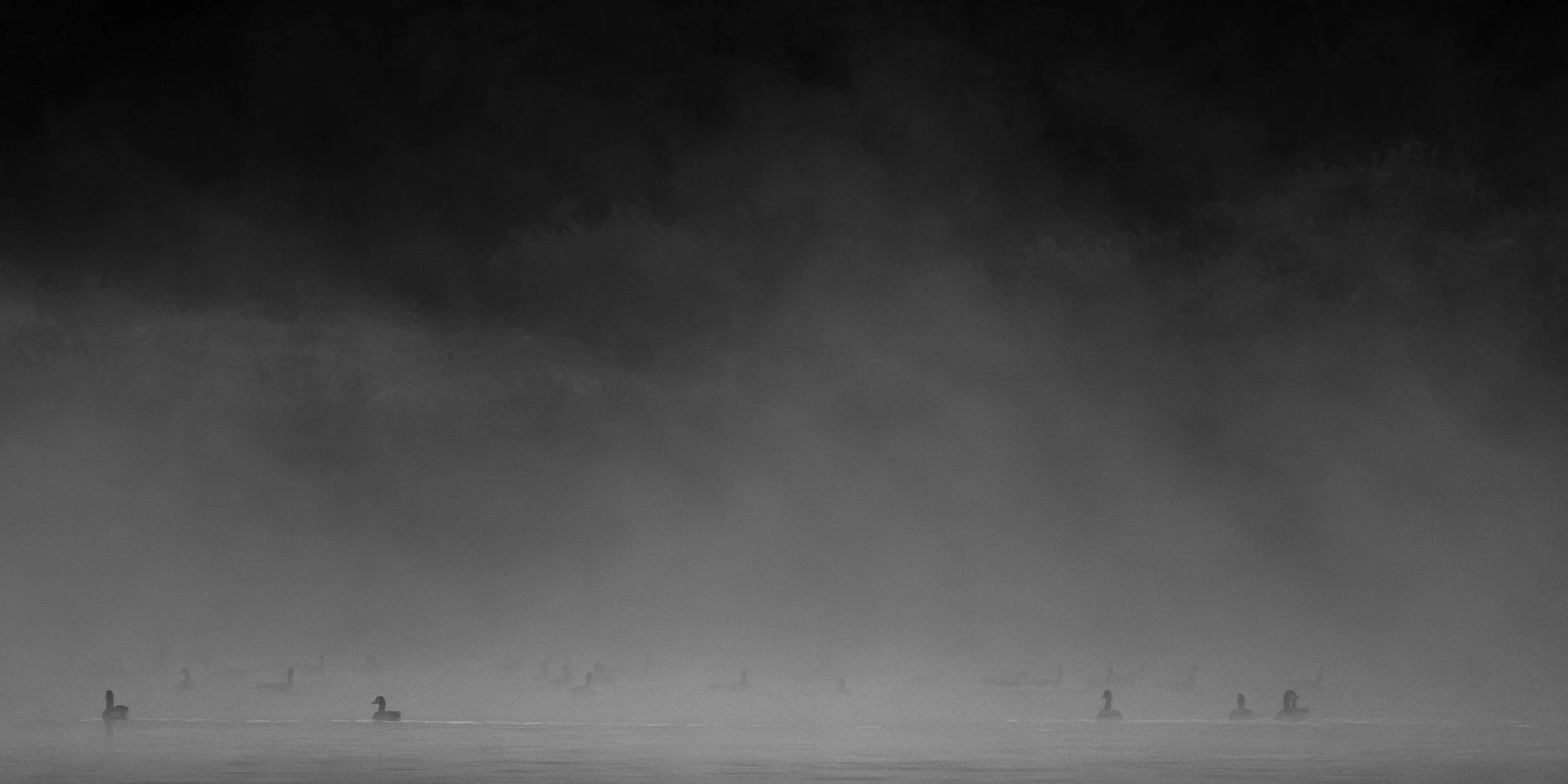 Ghostly Geese, Watkins Lake State Park, October 2026