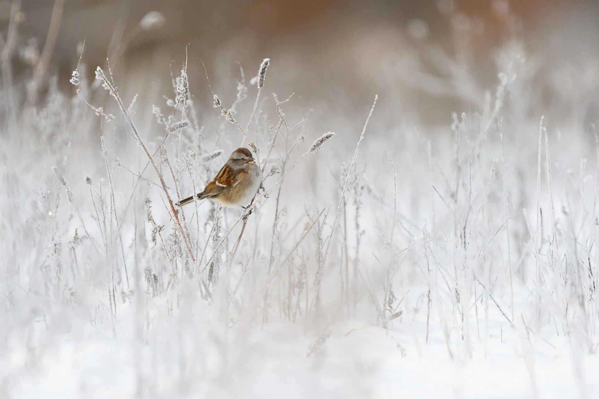 Frigid Feeding, Digital Photo, January 2026