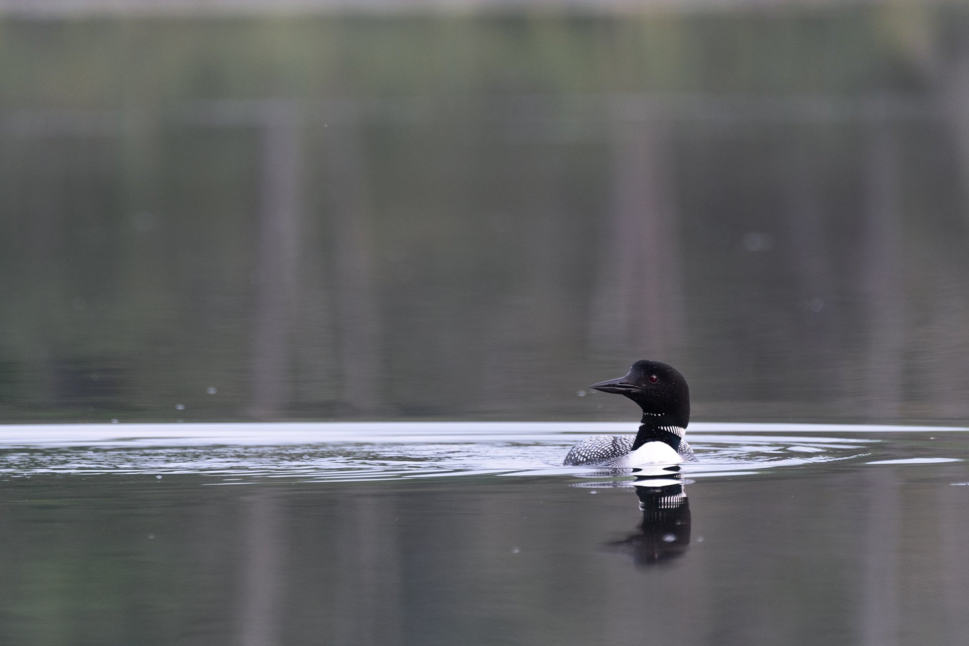 Loon on a Magic Morning, Digital Photo, July 2025