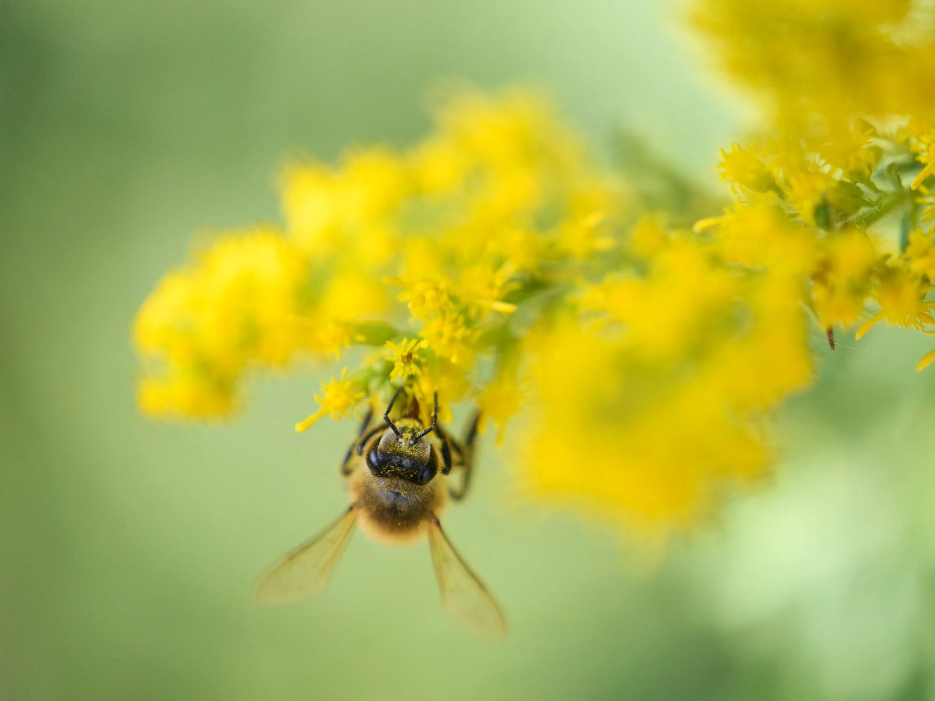 Yellow Honeybee, Kalamazoo, Michigan, September 2025
