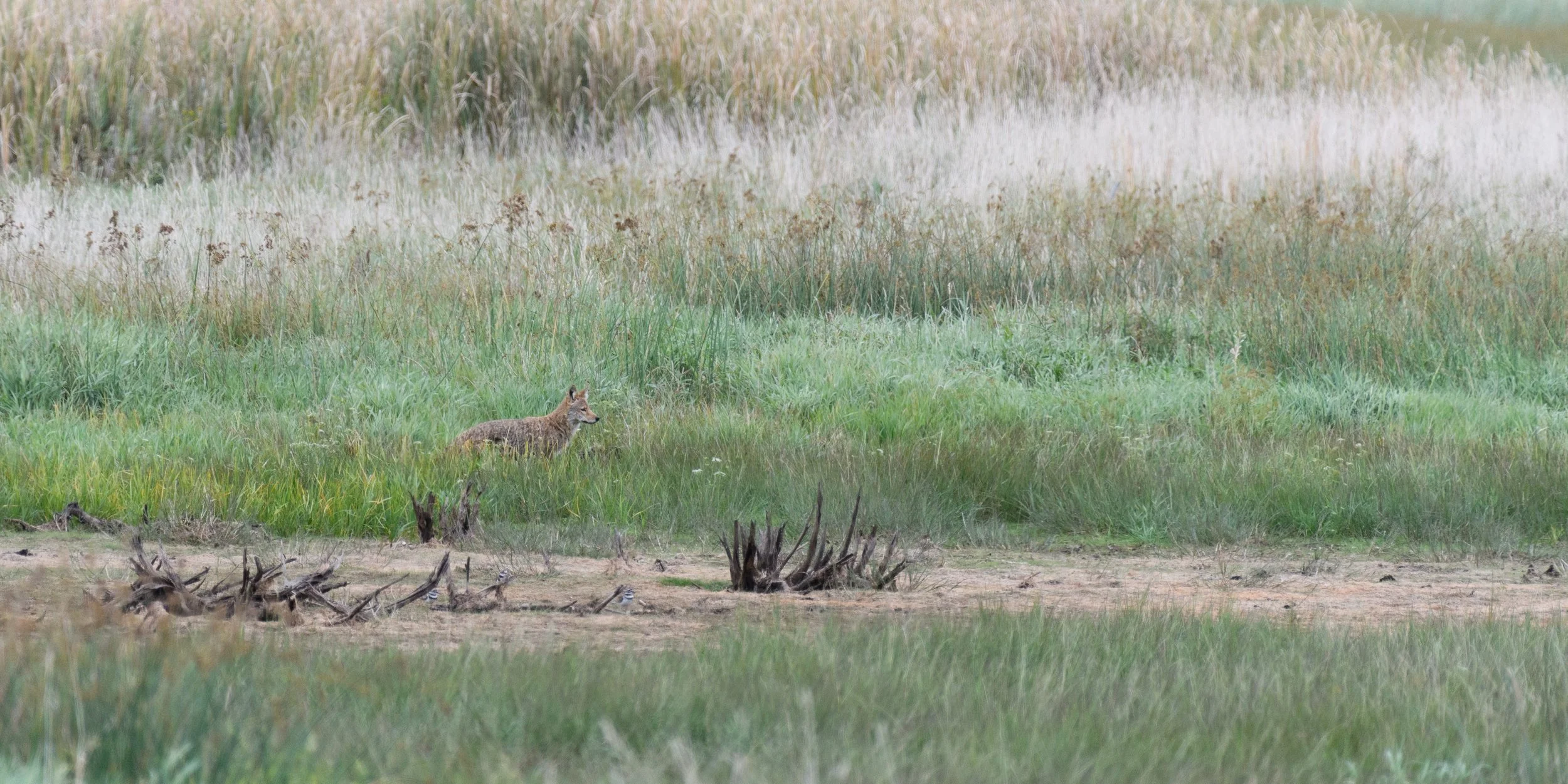 Lone Coyote, Digital Photo, September 2025