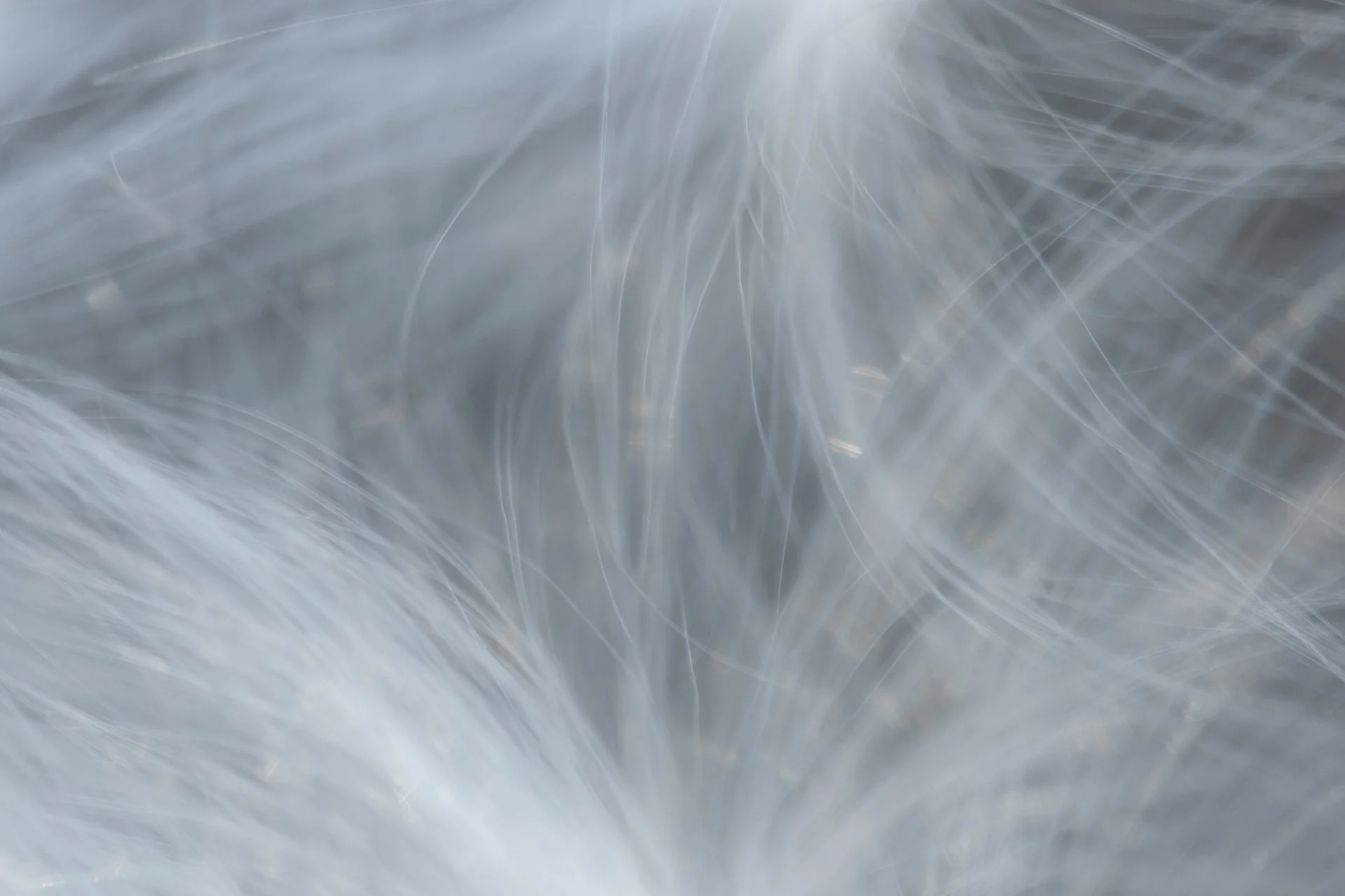 Milkweed Seed Pod, October 2026