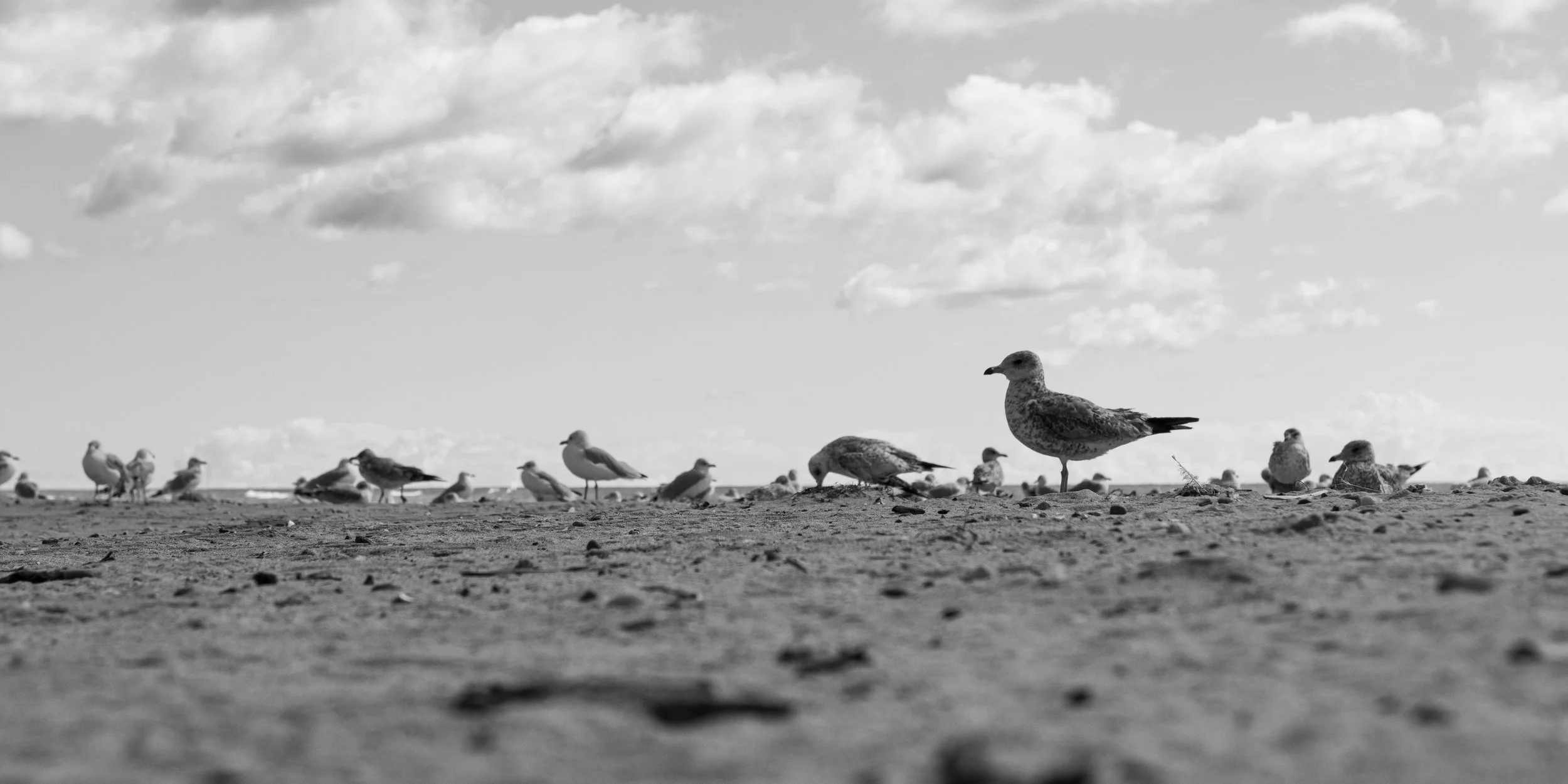 Flock of Gulls, Tawas Point State Park