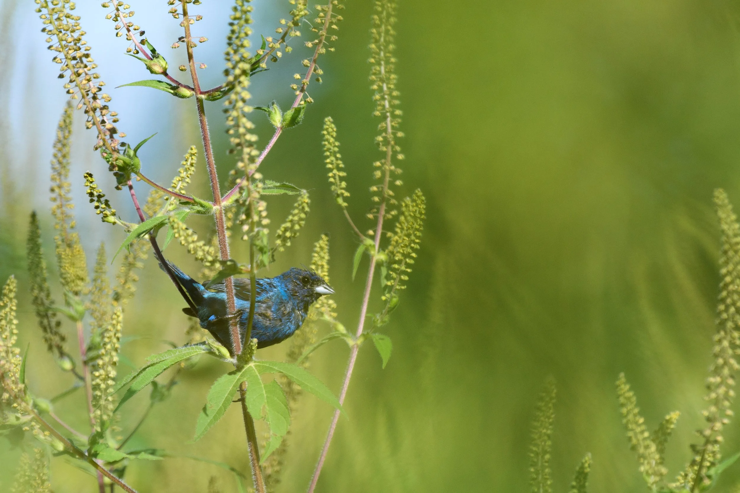 Indigo Bunting,  Digital Photograph September, 2025
