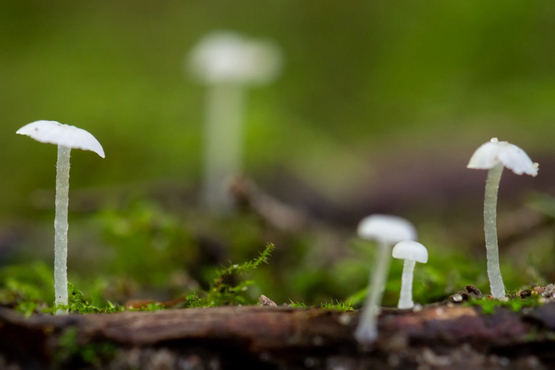 Summoned by Rain, Grass Lake, Michigan, August 2025