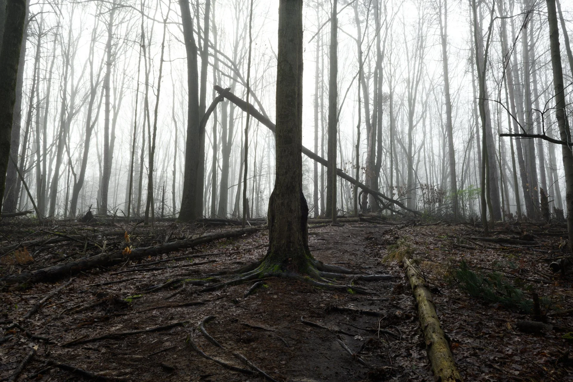 Grounding, Lillian Anderson Arboretum, Michigan, March 2026