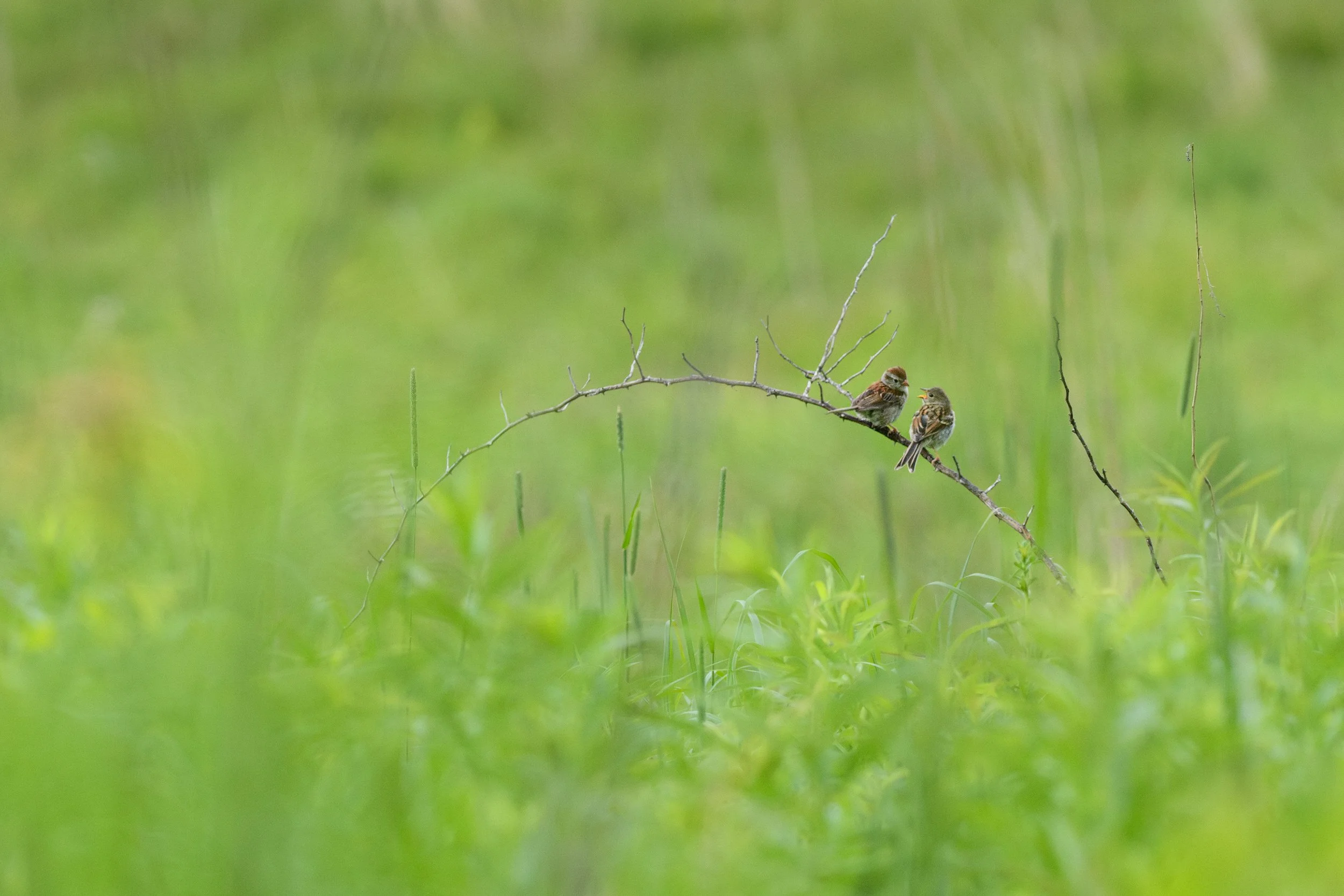 Field Sparrows, Digital Photo, June 2026