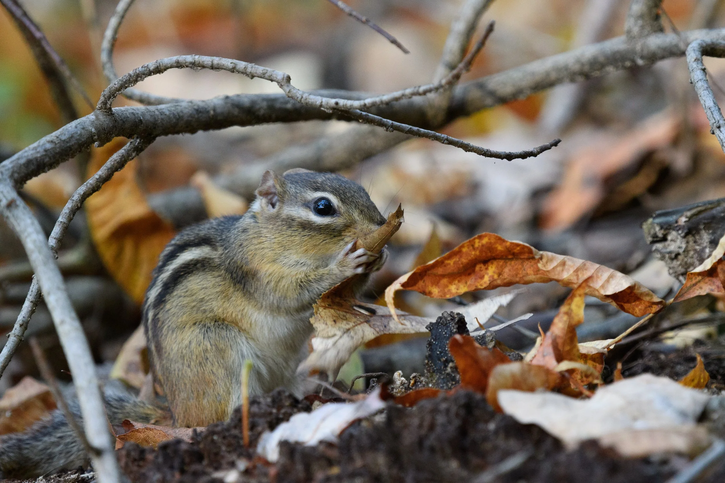 Leaf Bowl, Digital Photograph, October 2025