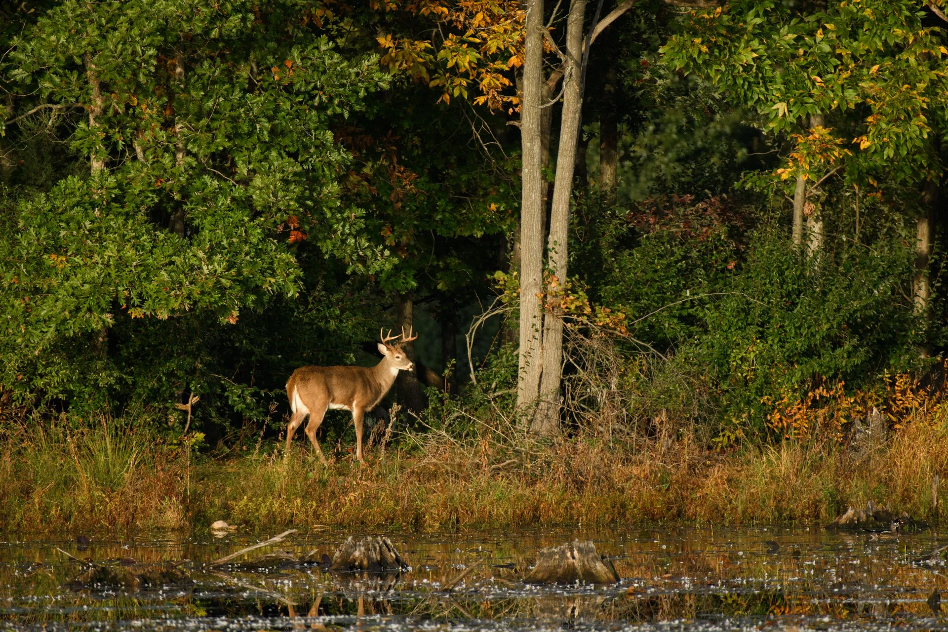 Young Buck, Watkins Lake State Park, Michigan, October 2026