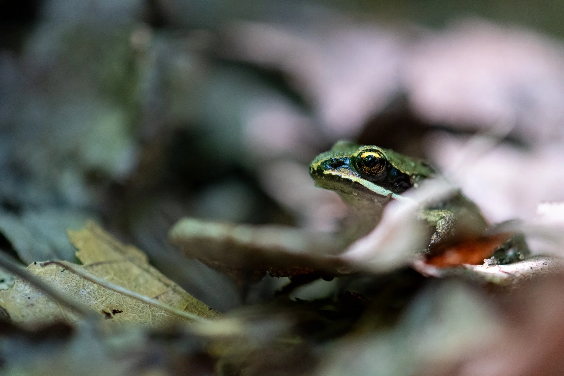 Wood Frog, Hidden Lake Gardens, Michigan, August 2025