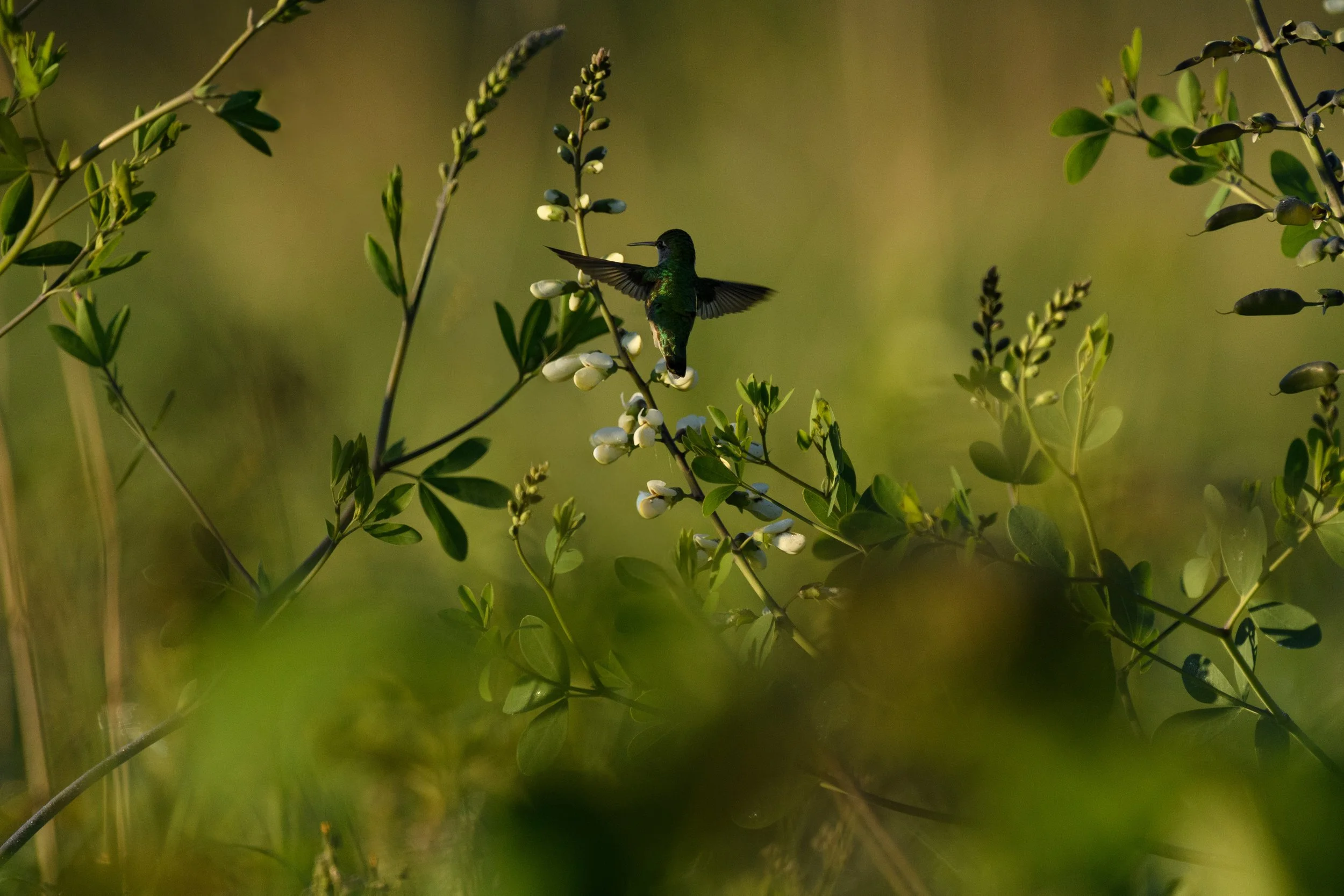 Hummingbird, Digital Photo, June 2026