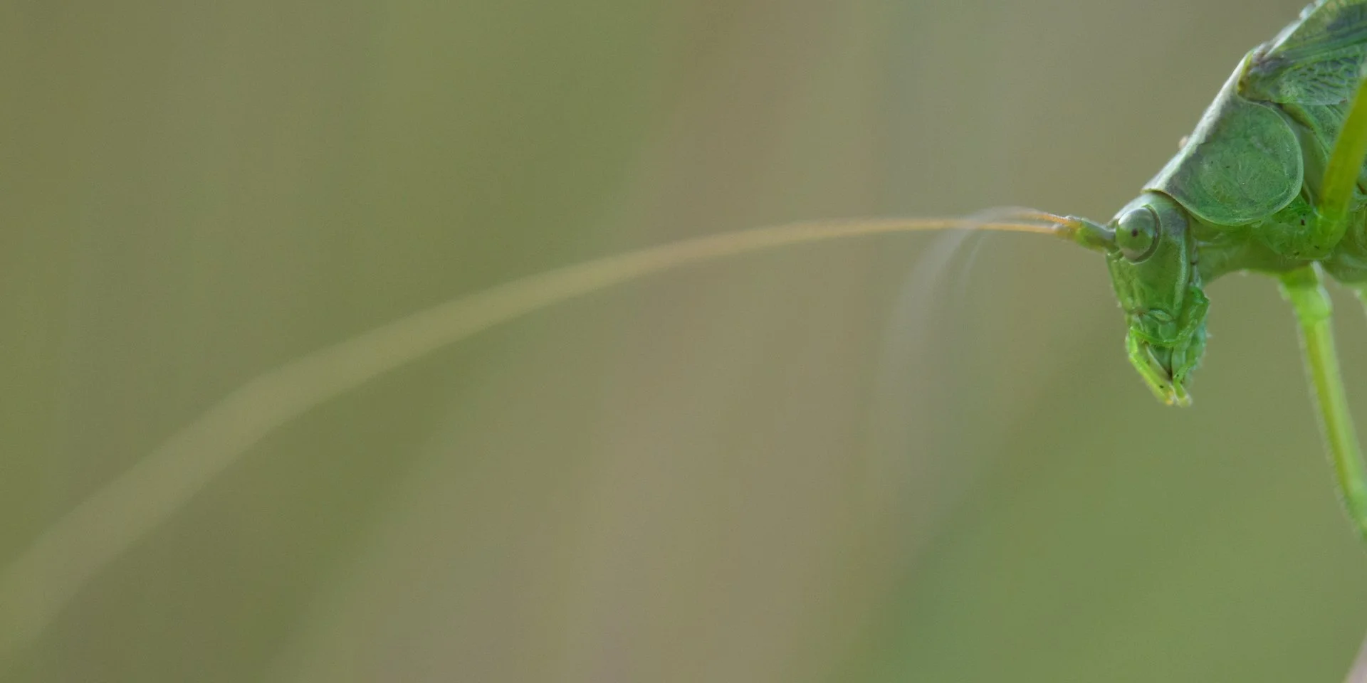 Long-Horned Katydid, Heahnle Nature Sanctuary, August 2026