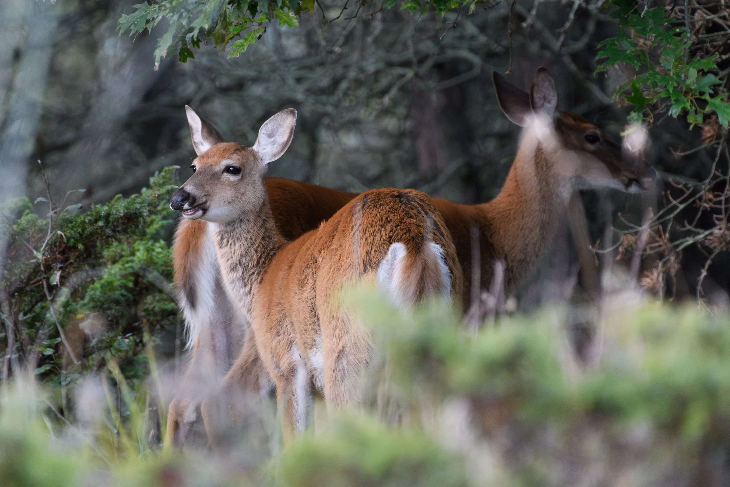 Smiling Deer,  Digital September, July 2025
