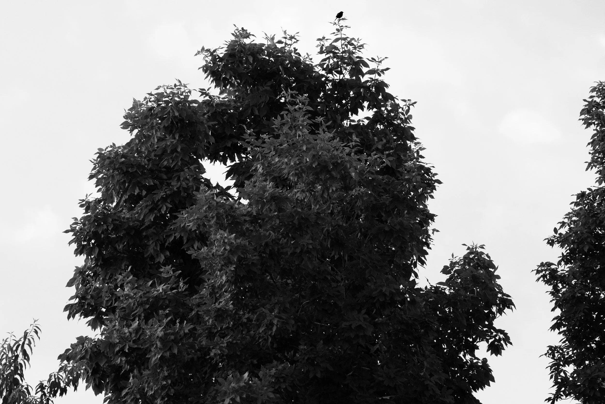 Michigan Tree, Hastings, Digital Photo, June 2026