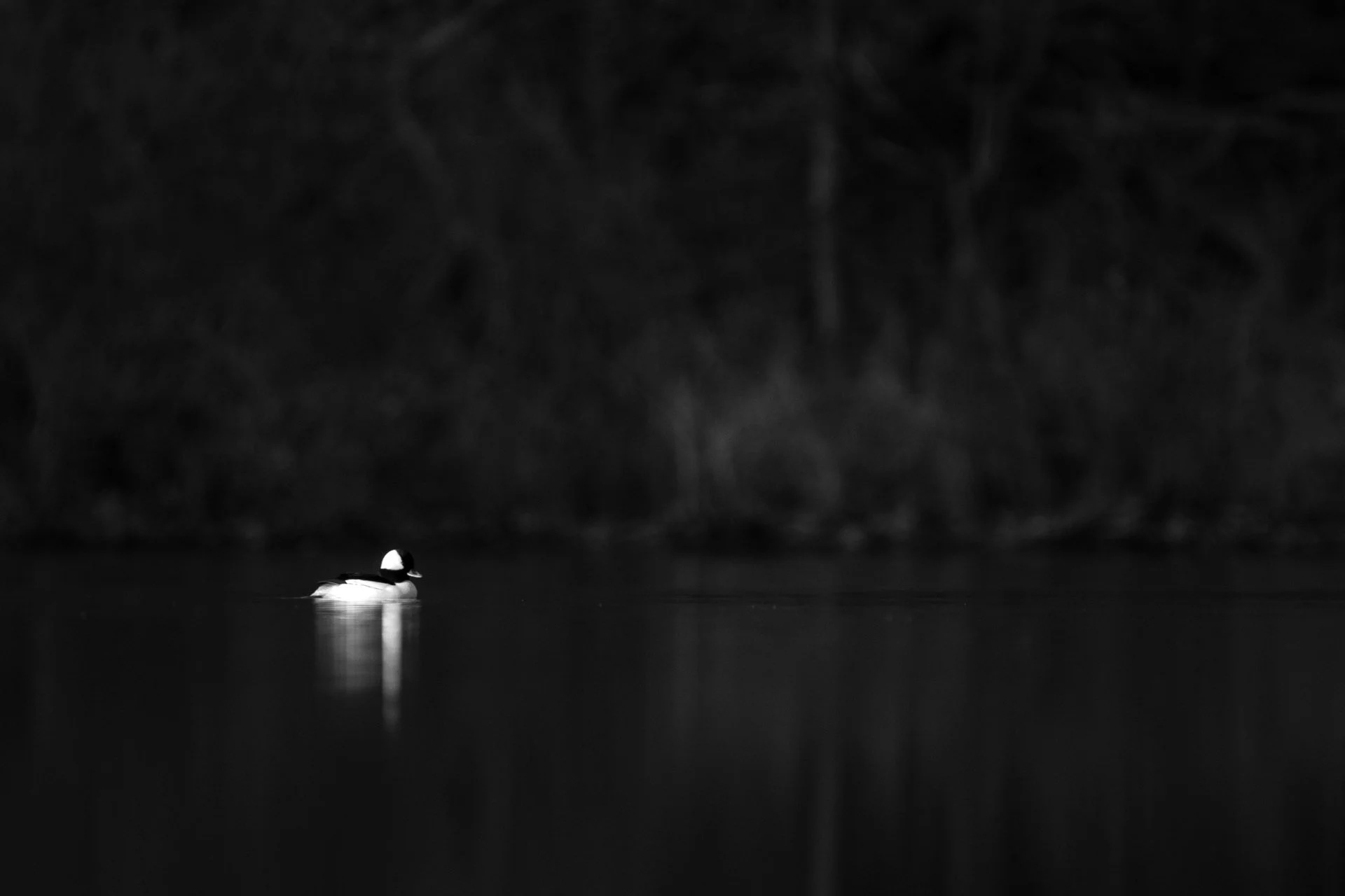 Bufflehead, Dead Lake, March 2026