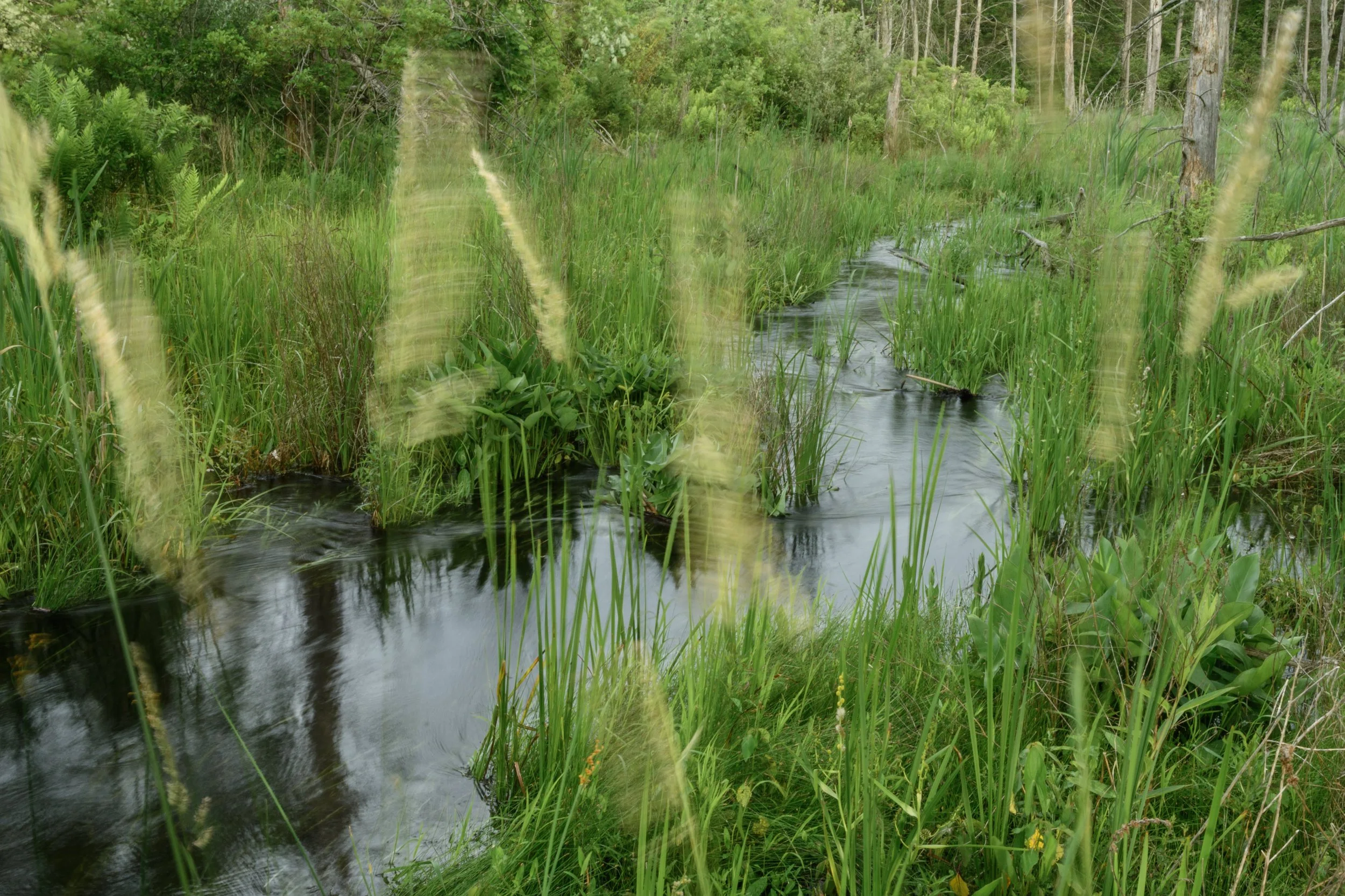 Swaying Grasses, Digital Photo, June 2026